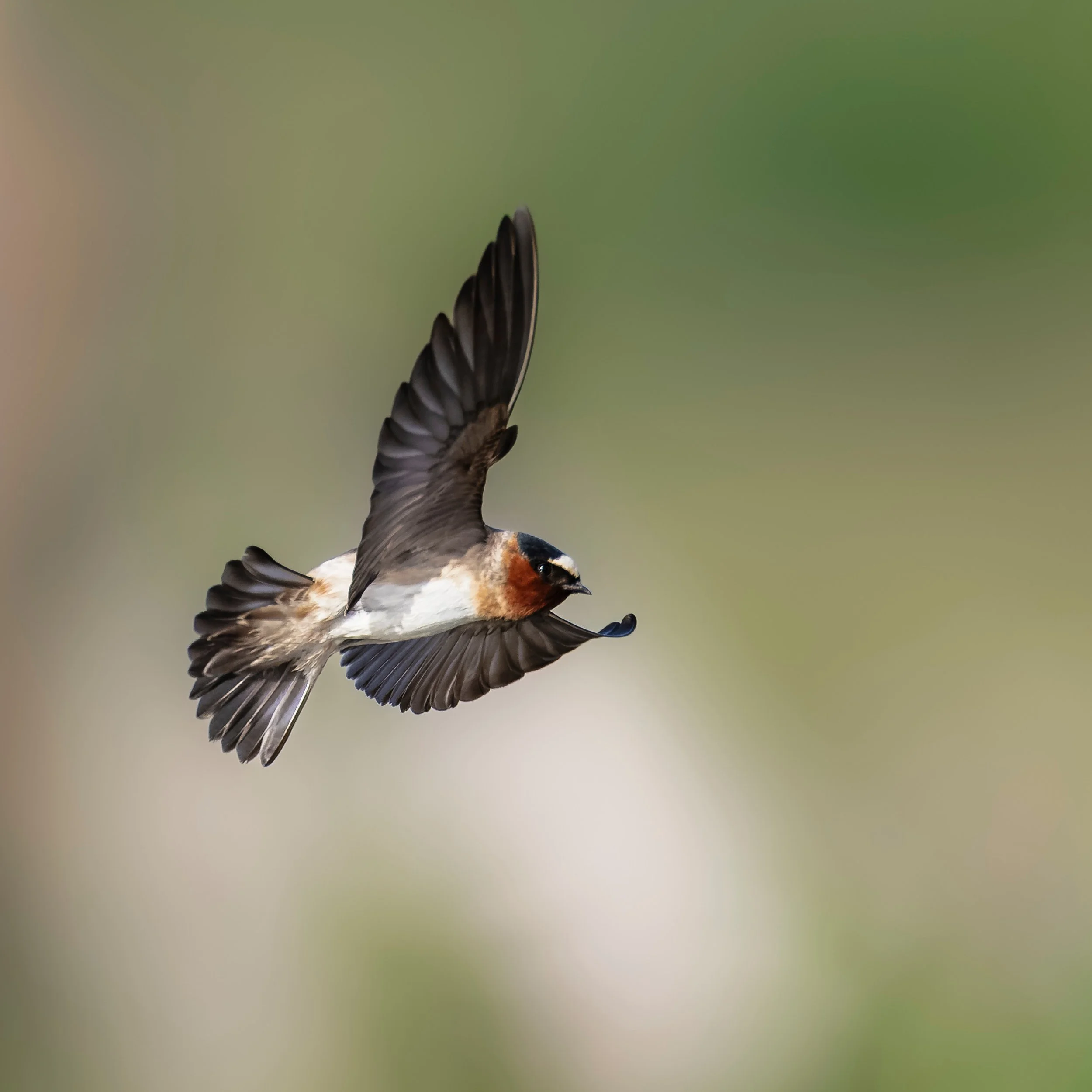 Cliff Swallows