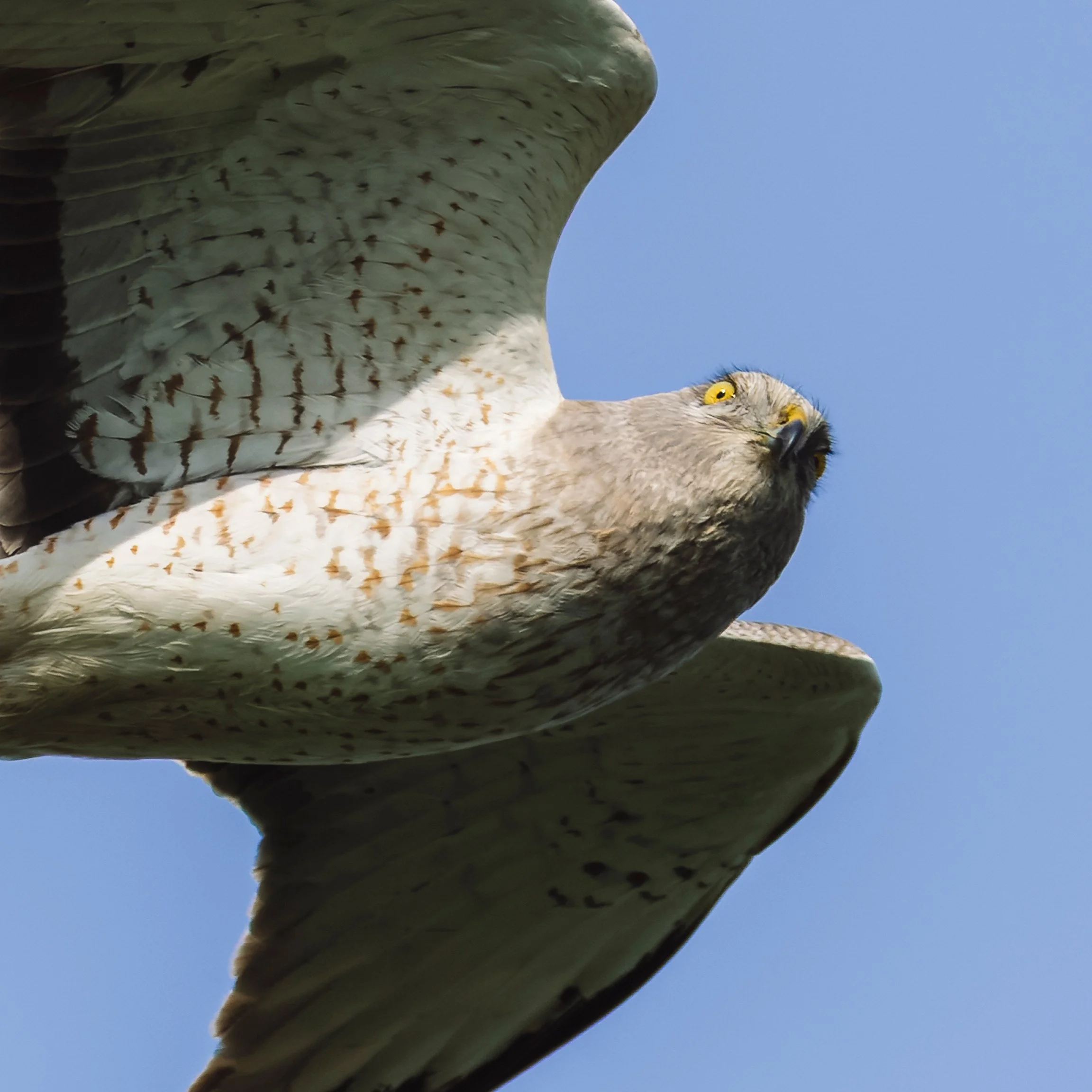 Judgemental Northern Harrier