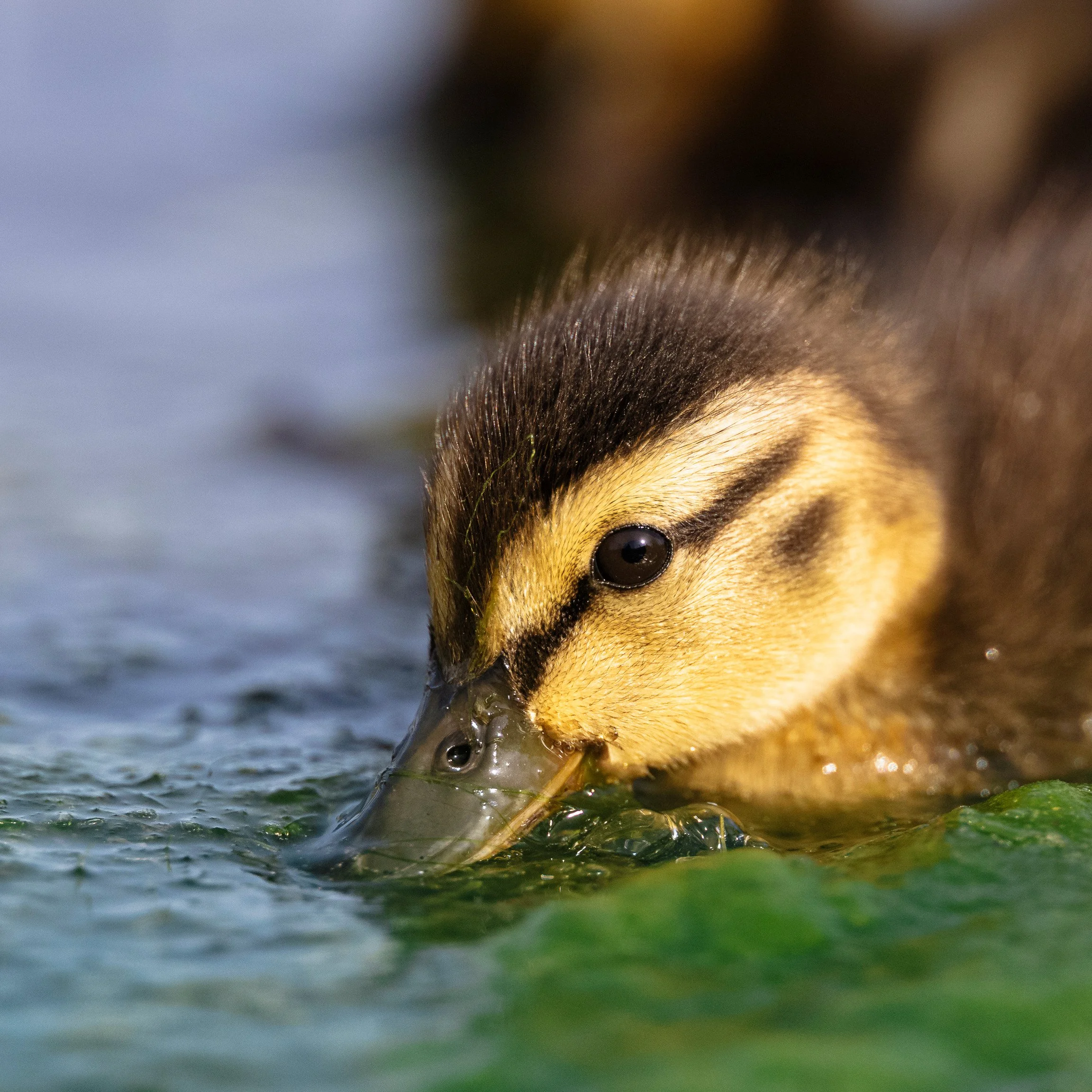 Mallard Duckling