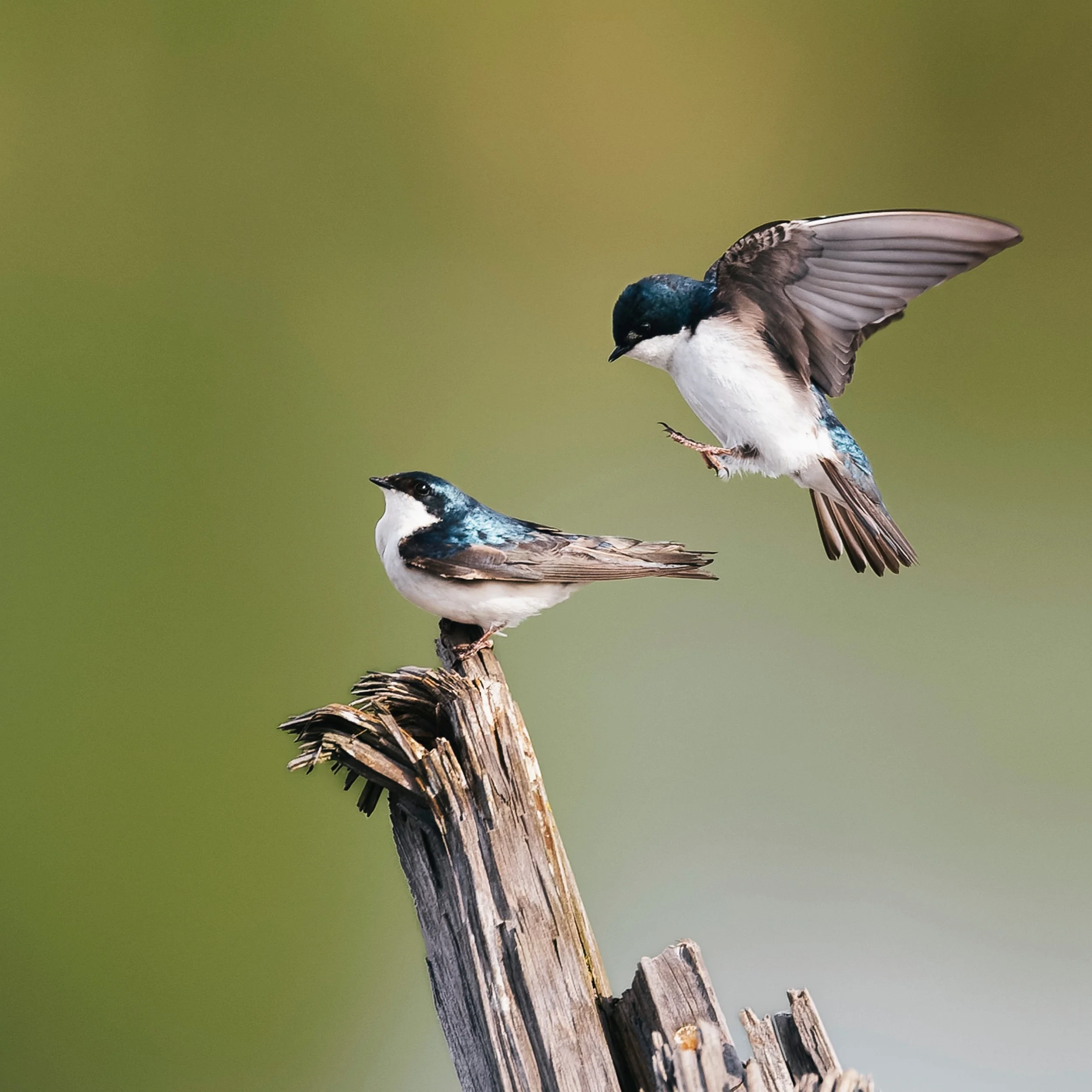 🎶"Birds do it, bees do it"🎶
Tree Swallows