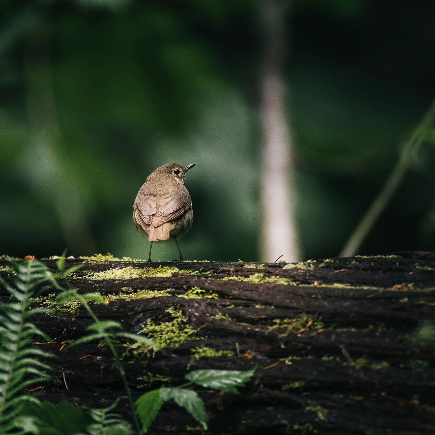 Swainson's Thrush