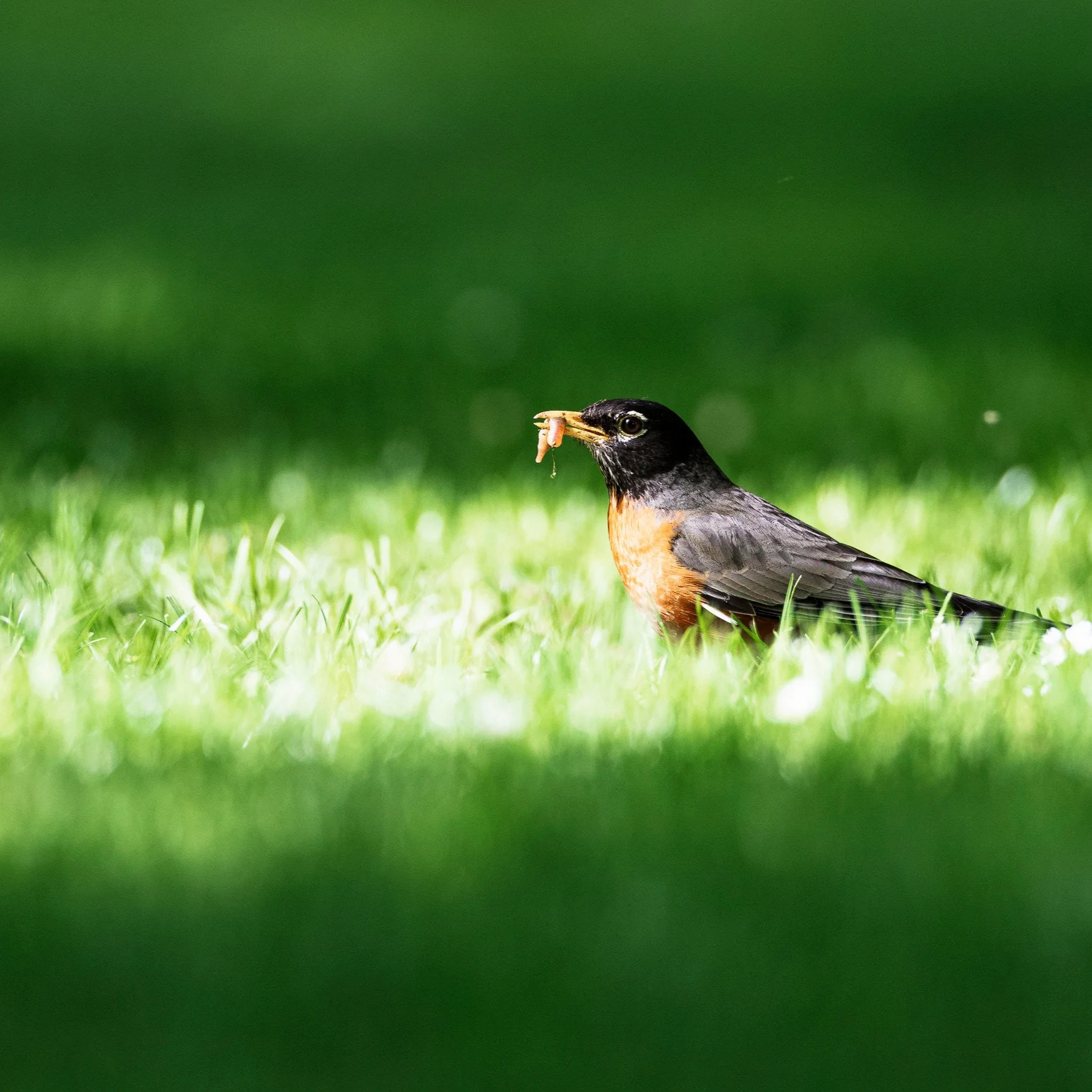 American Robin