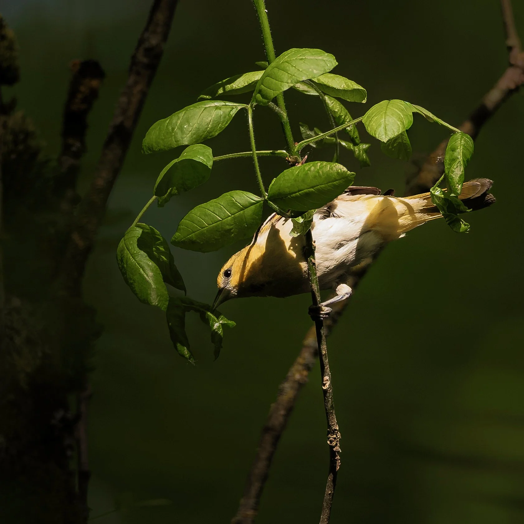 Bullock's Oriole