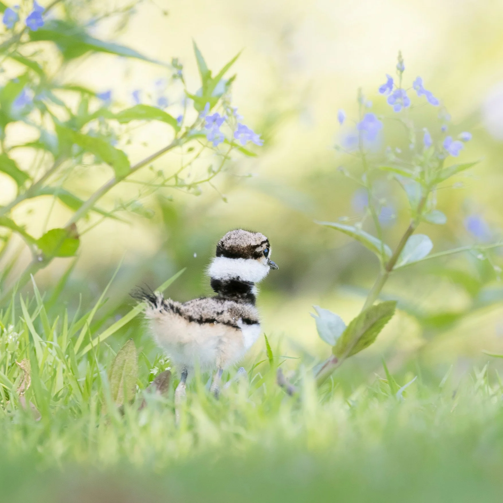 Killdeer babies