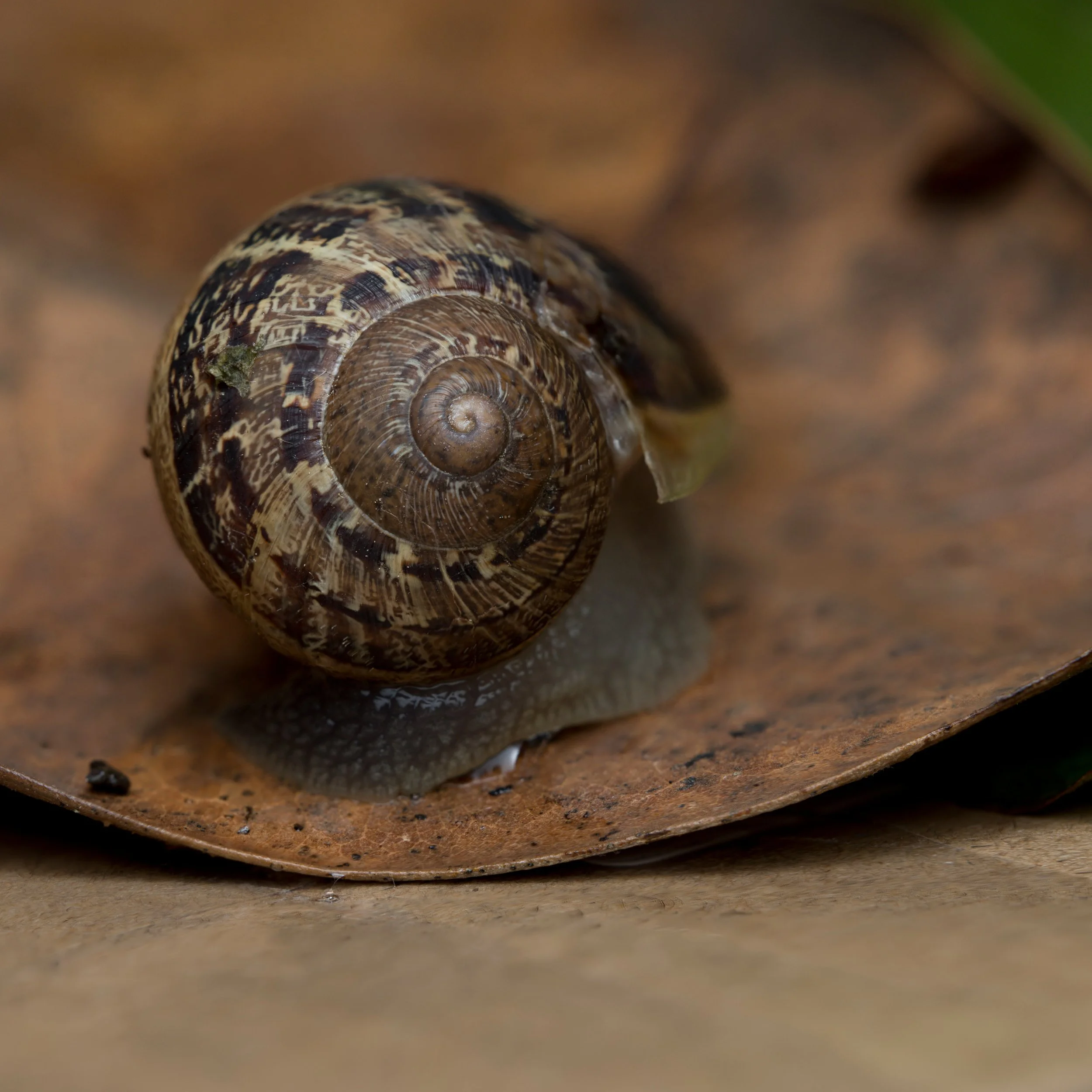 Various Snails