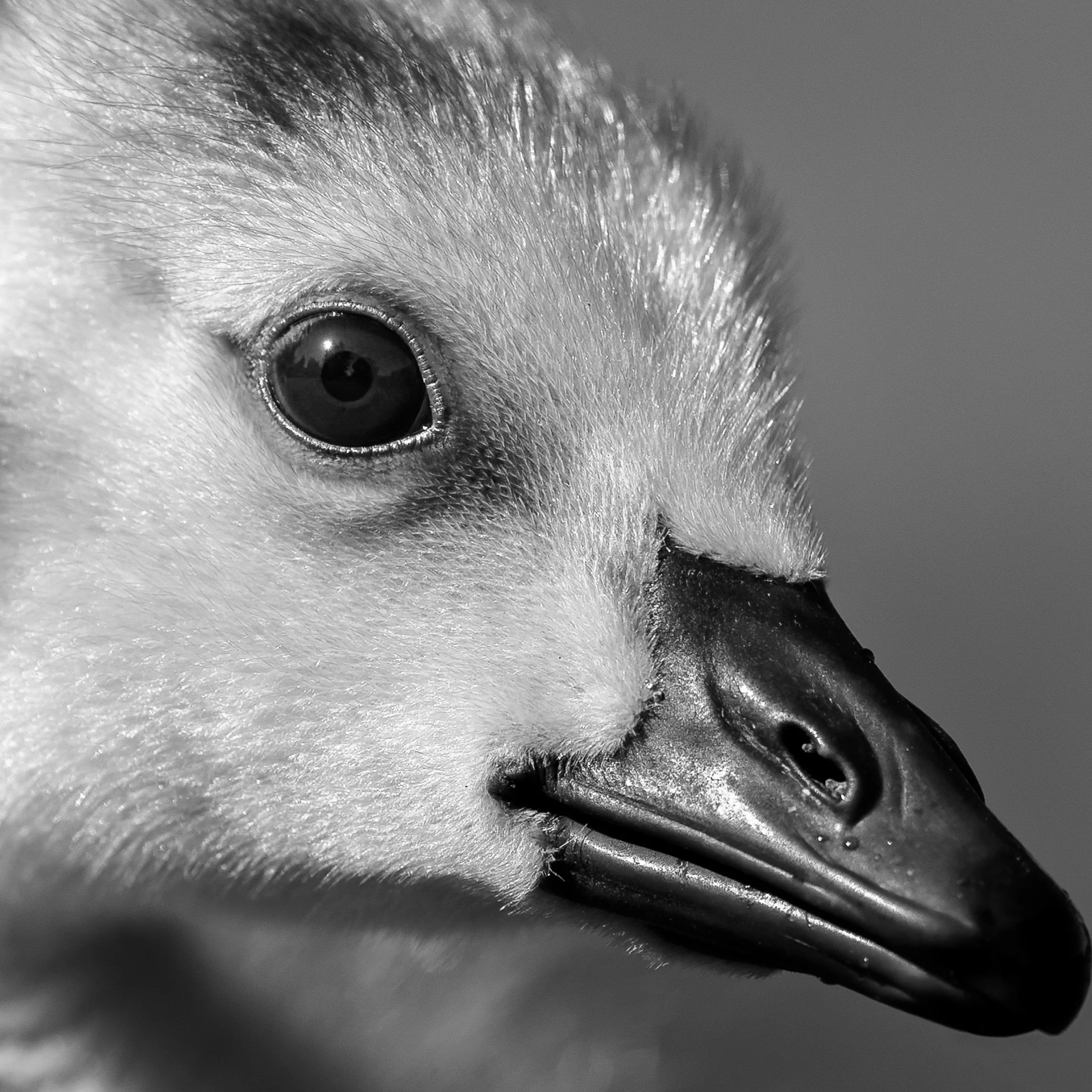 Canada Goose gosling