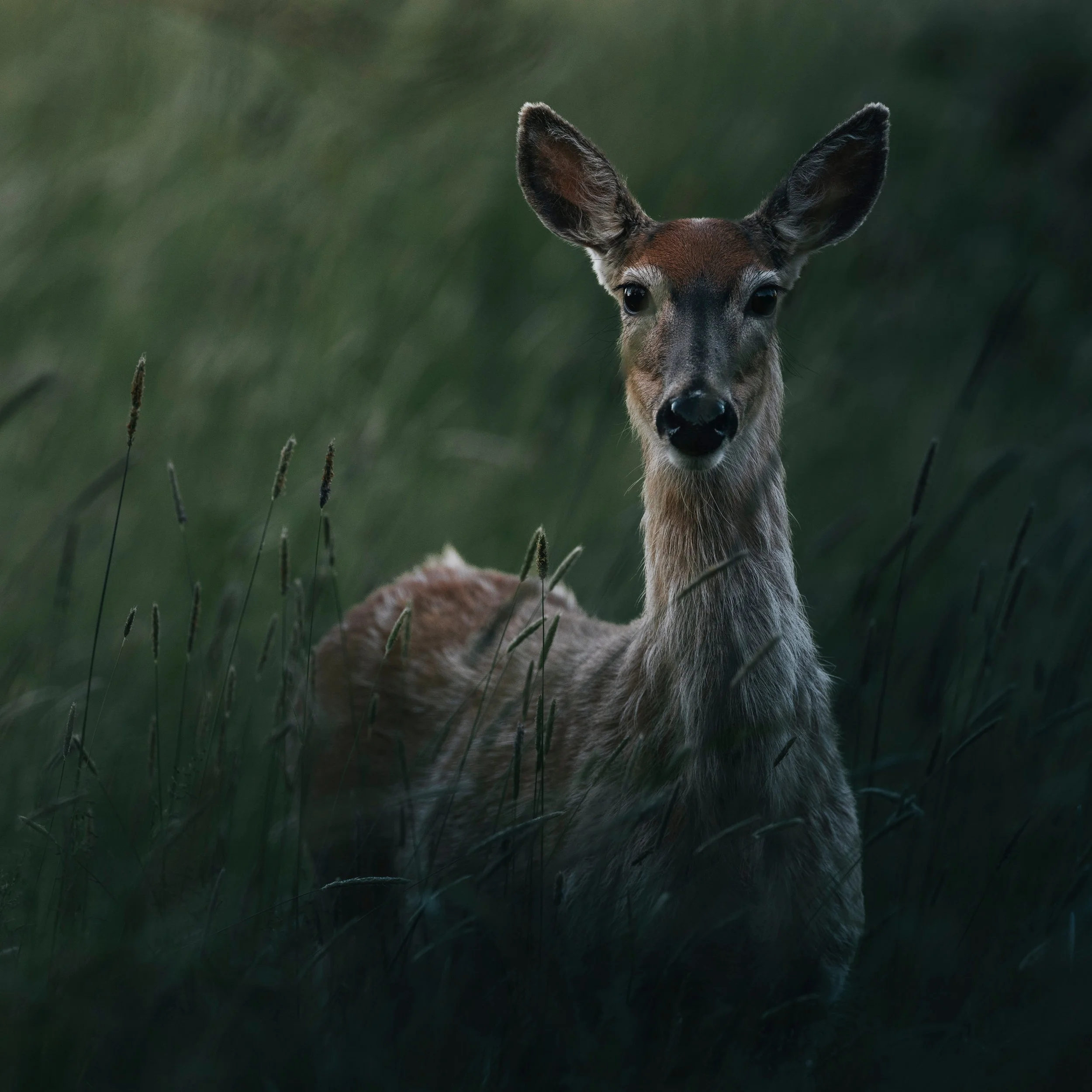 Columbia White-tailed Deer