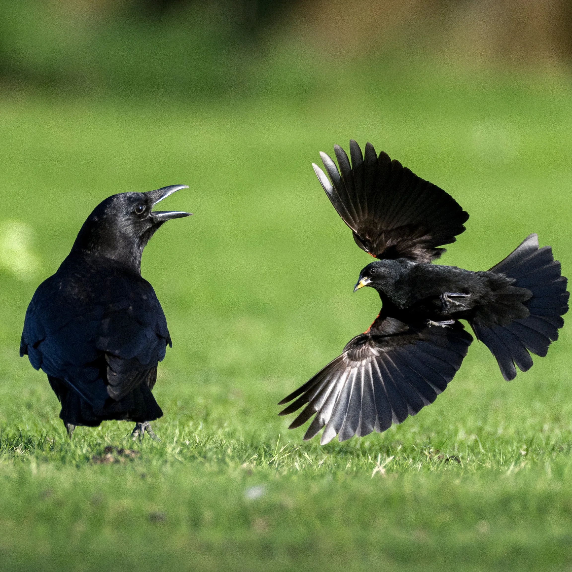 American Crow and Red-winged Blackbird