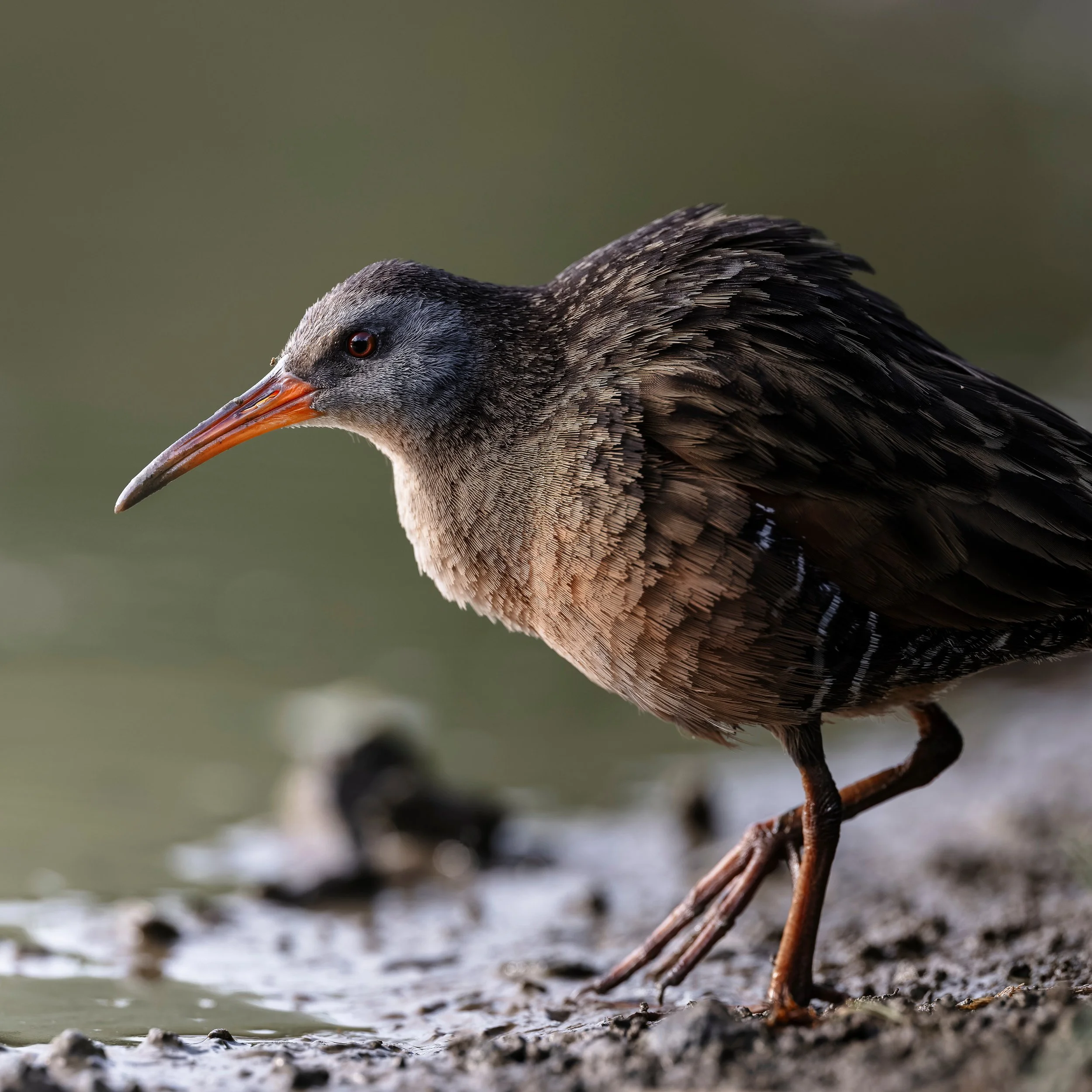 Virginia Rail