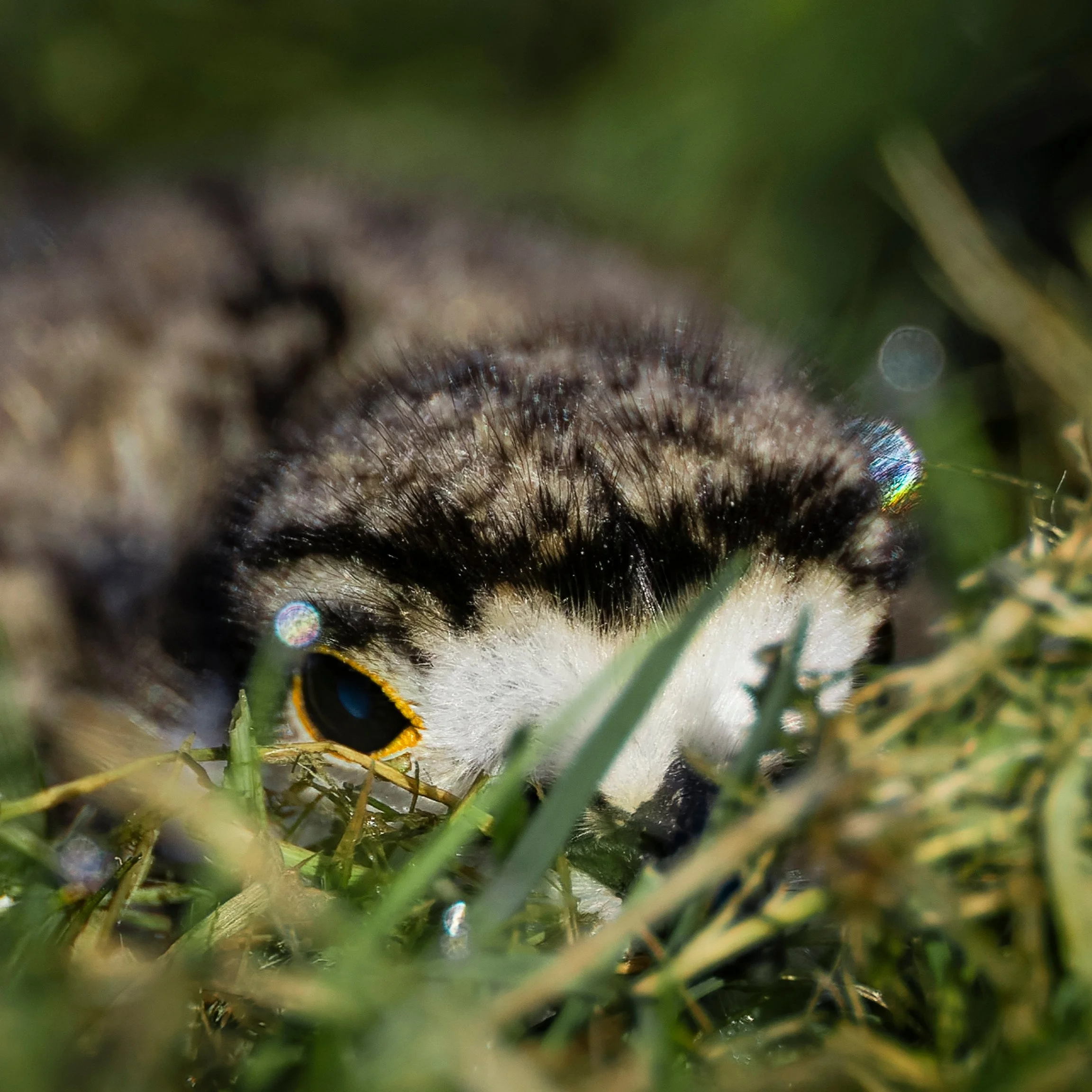 Baby Killdeer hiding from overhead Cooper's Hawk