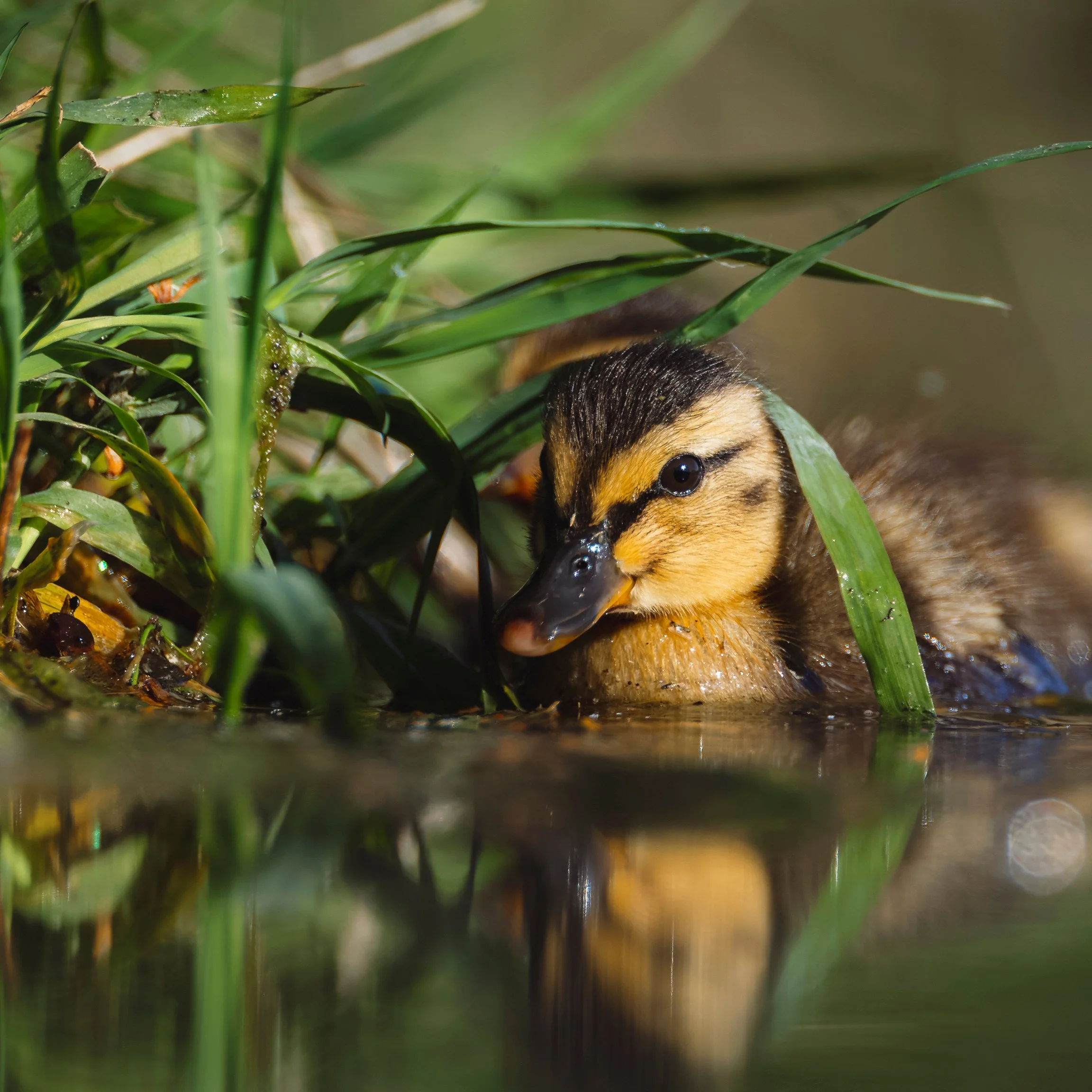 Mallard Duckling