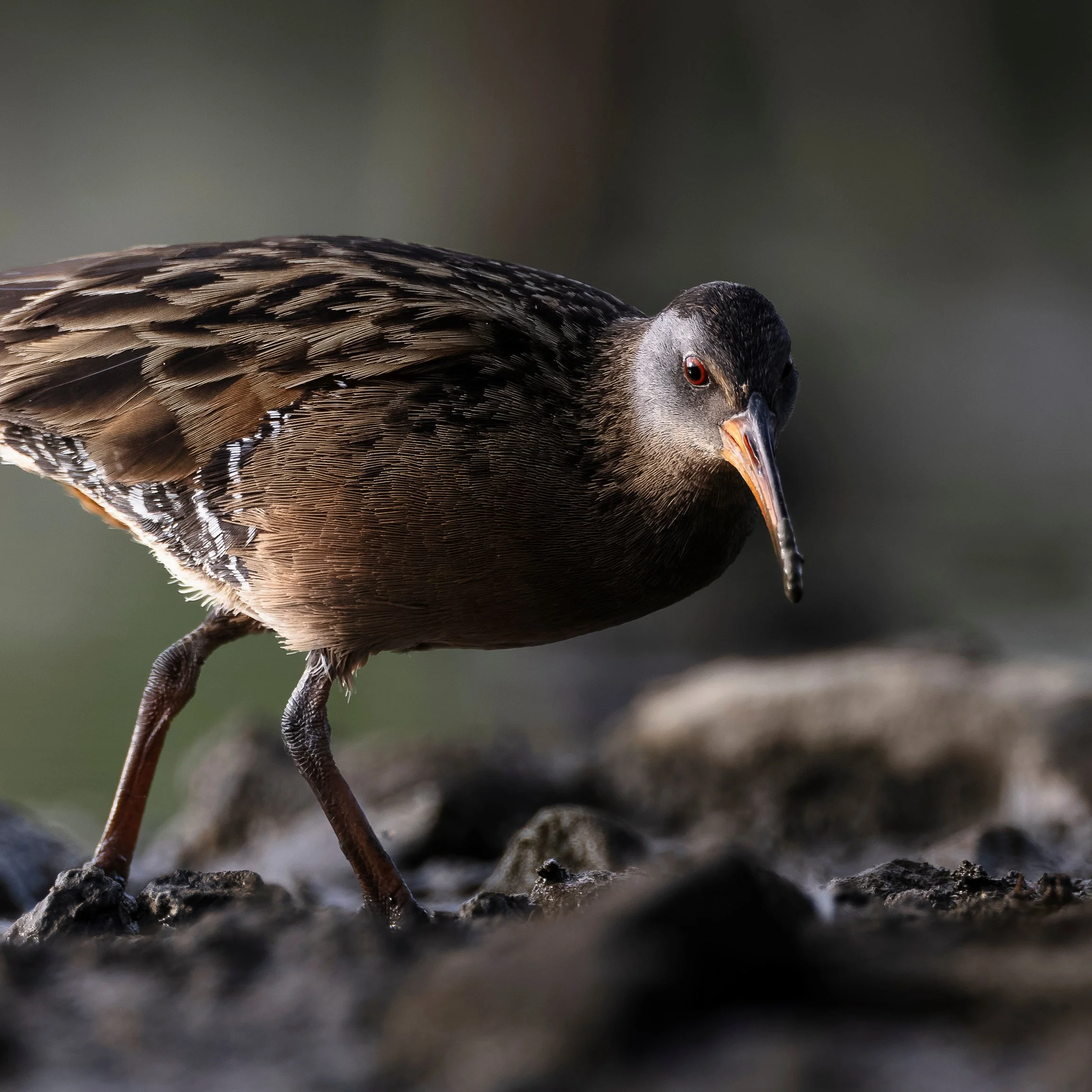 Virginia Rail