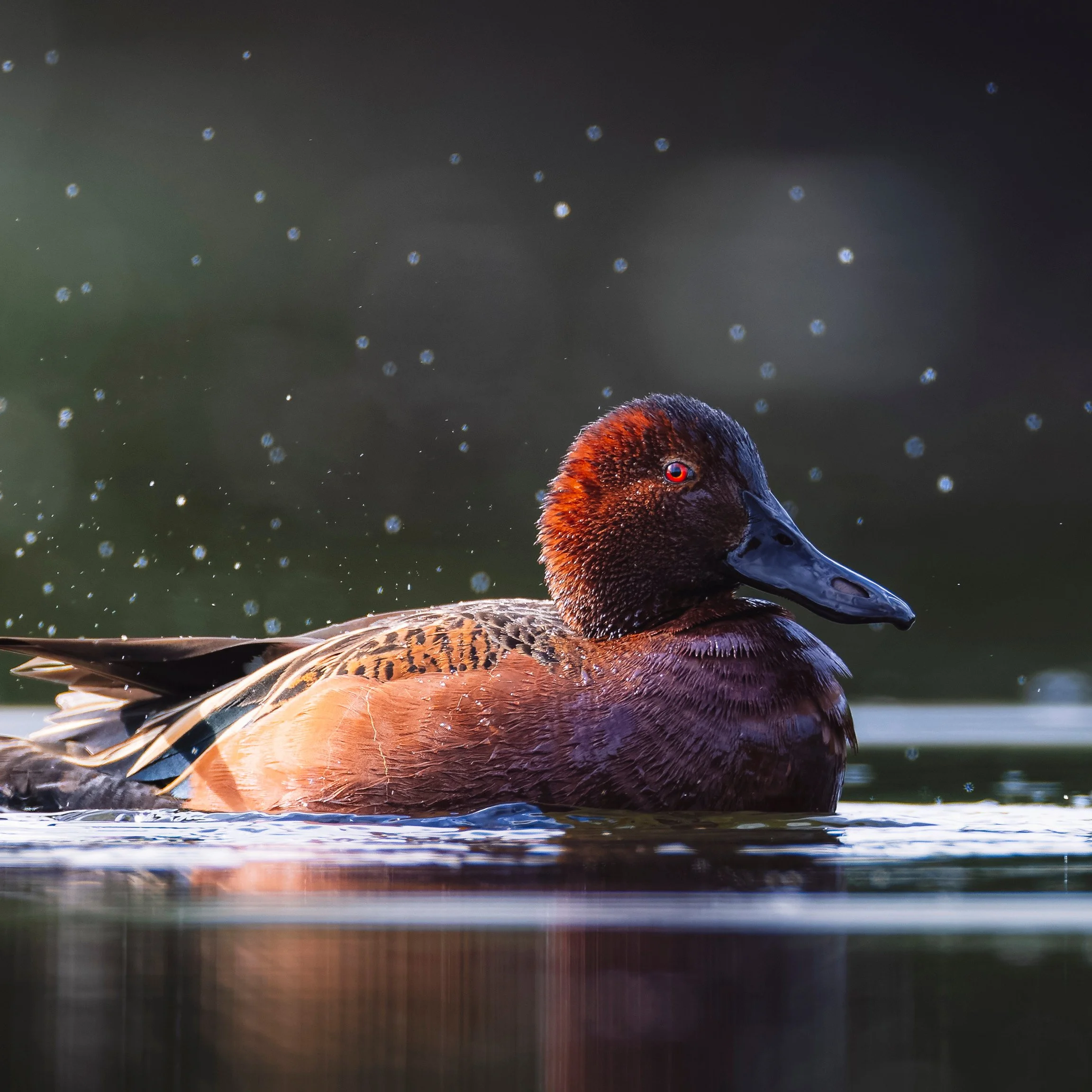 Cinnamon Teal