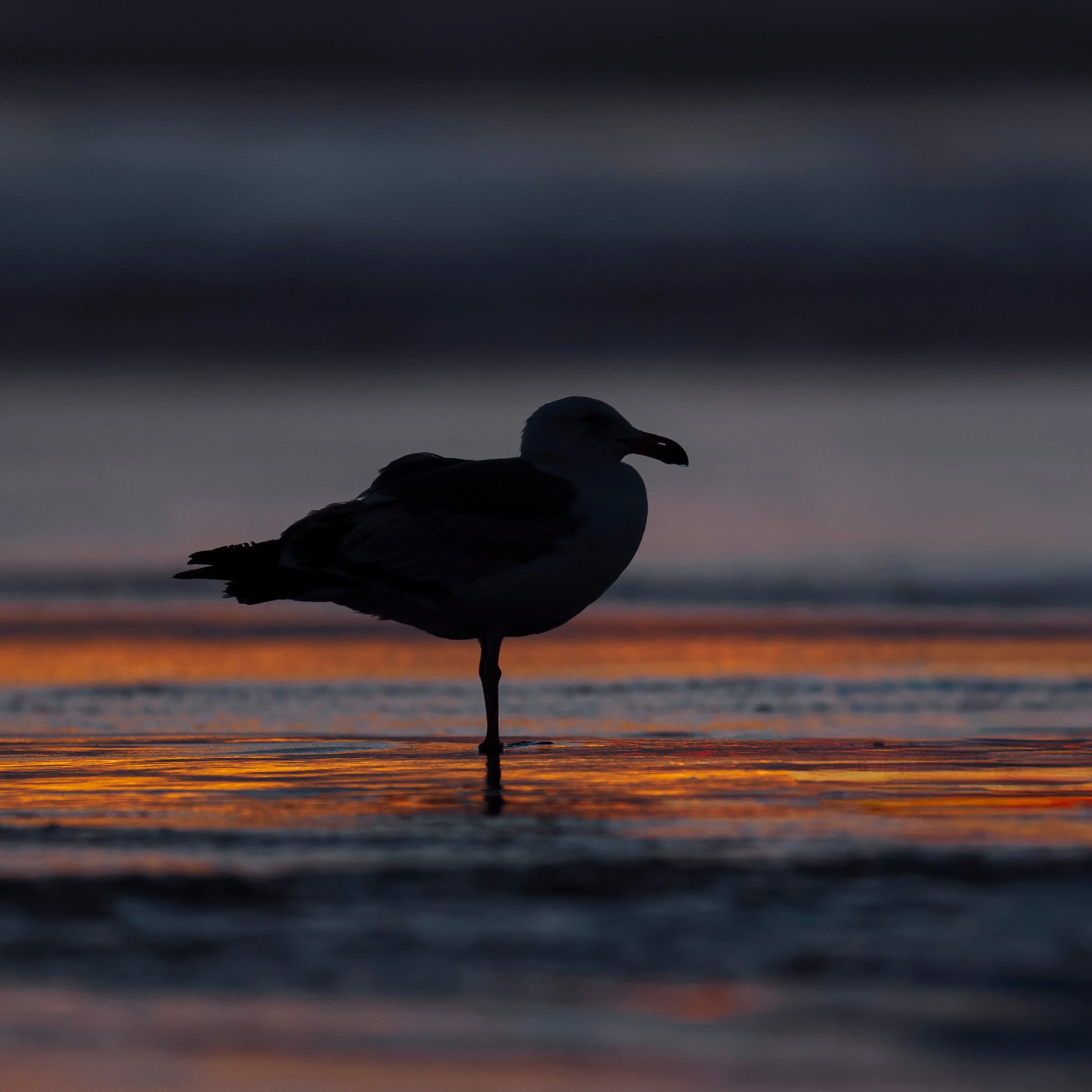 Western Gulls