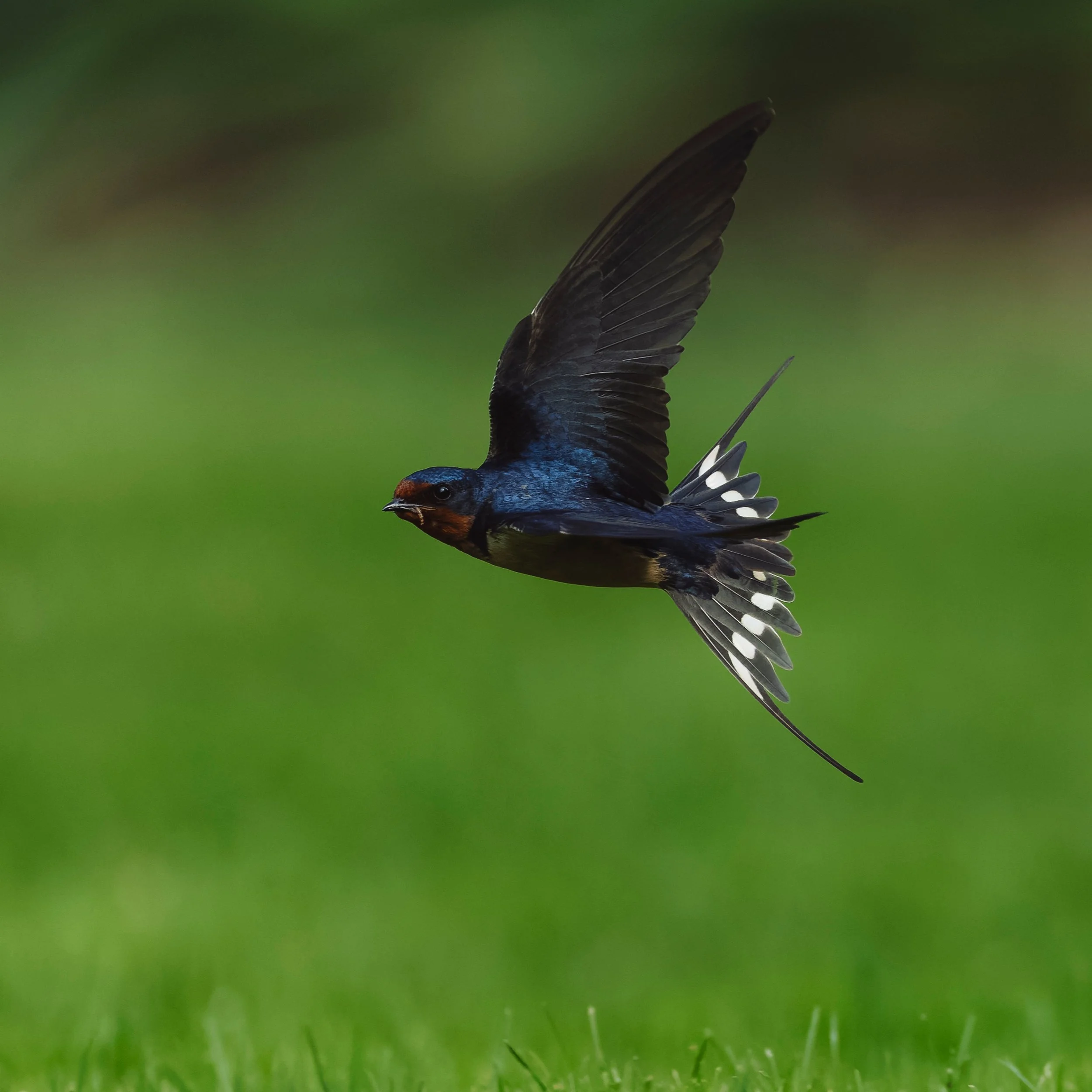 Barn Swallow