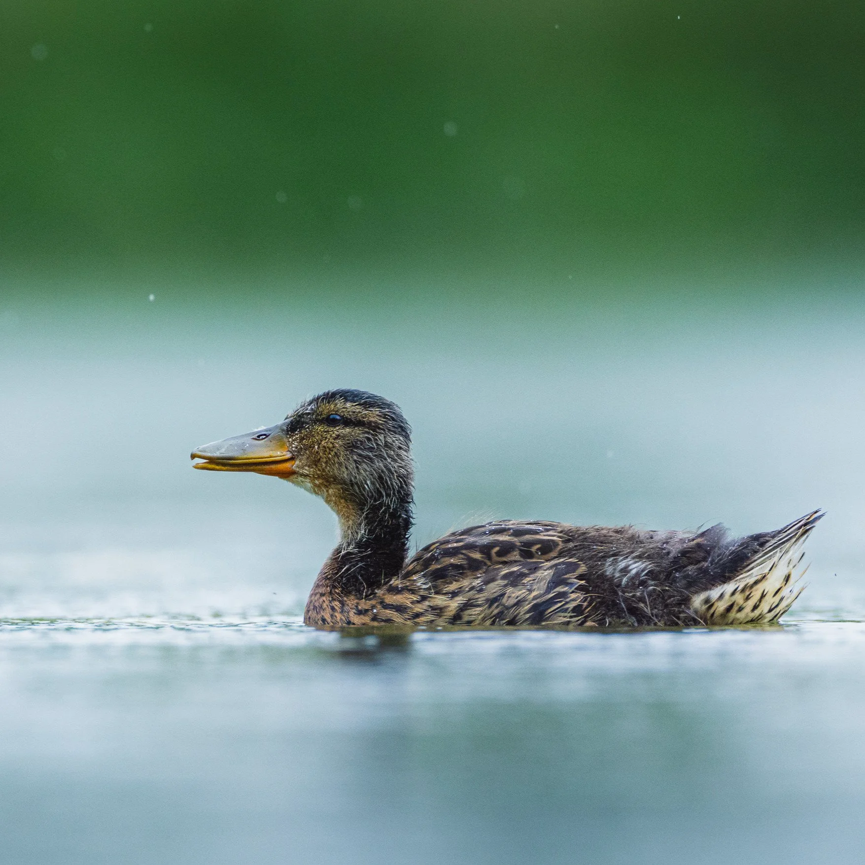 First-year Mallard