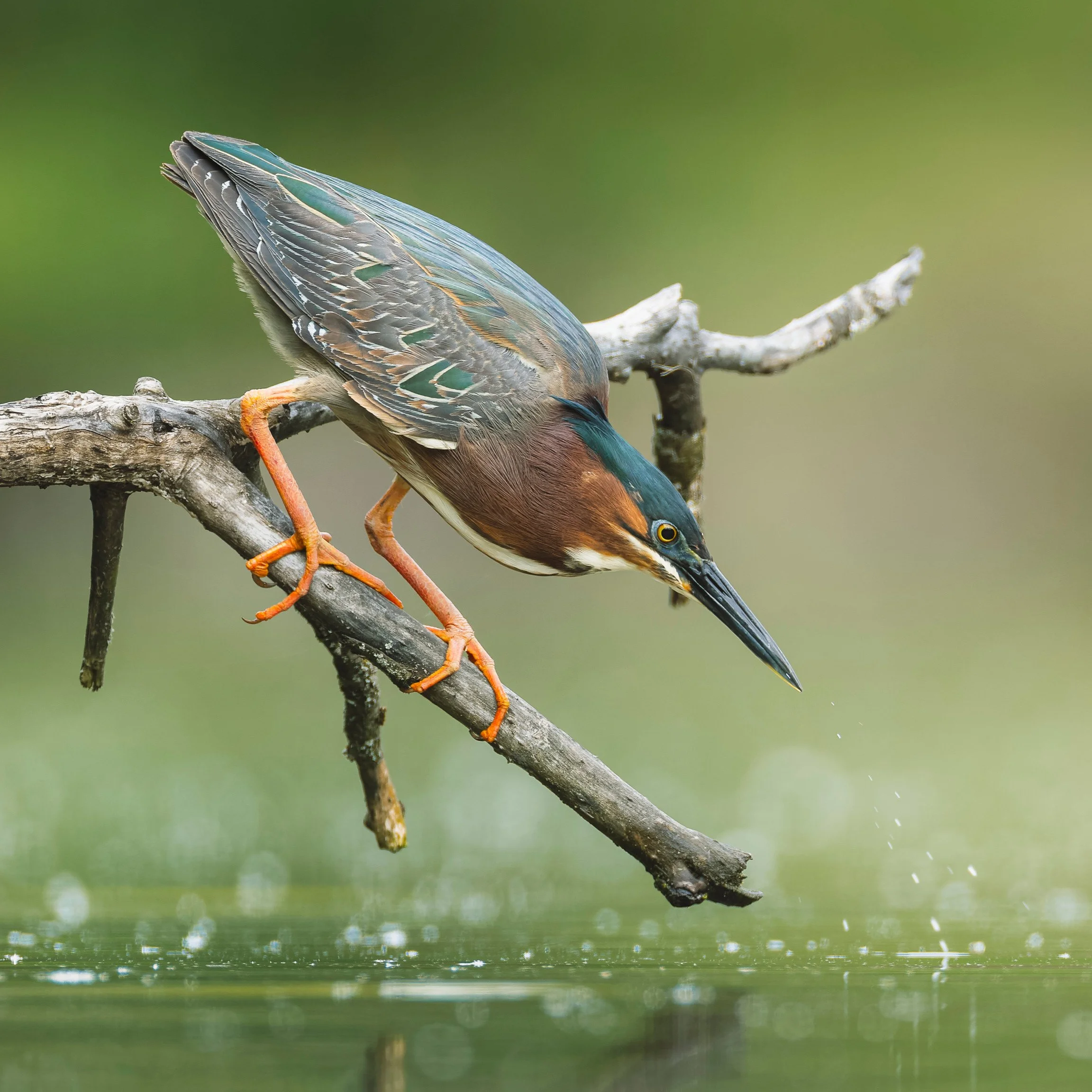 Green Heron