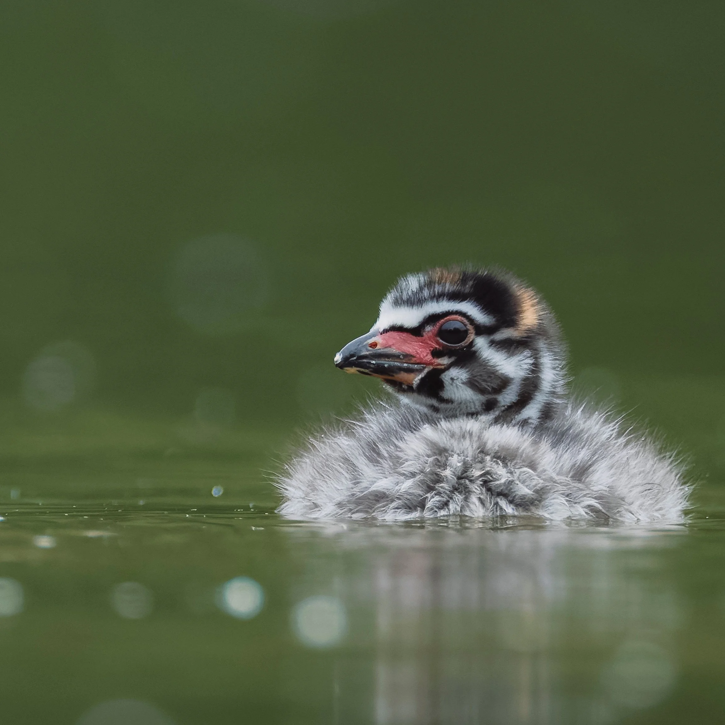 Pied-billed Grebes