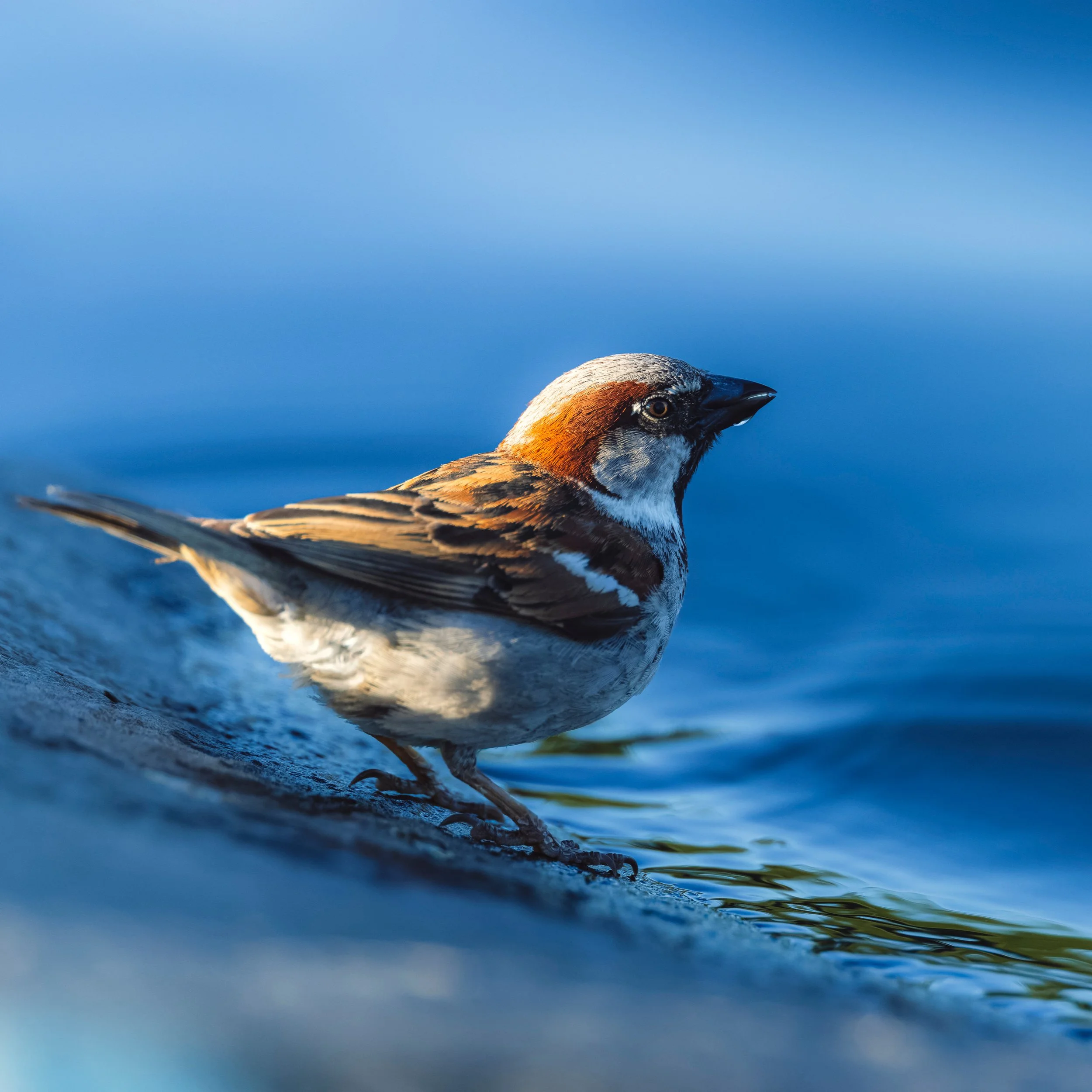 House Sparrow