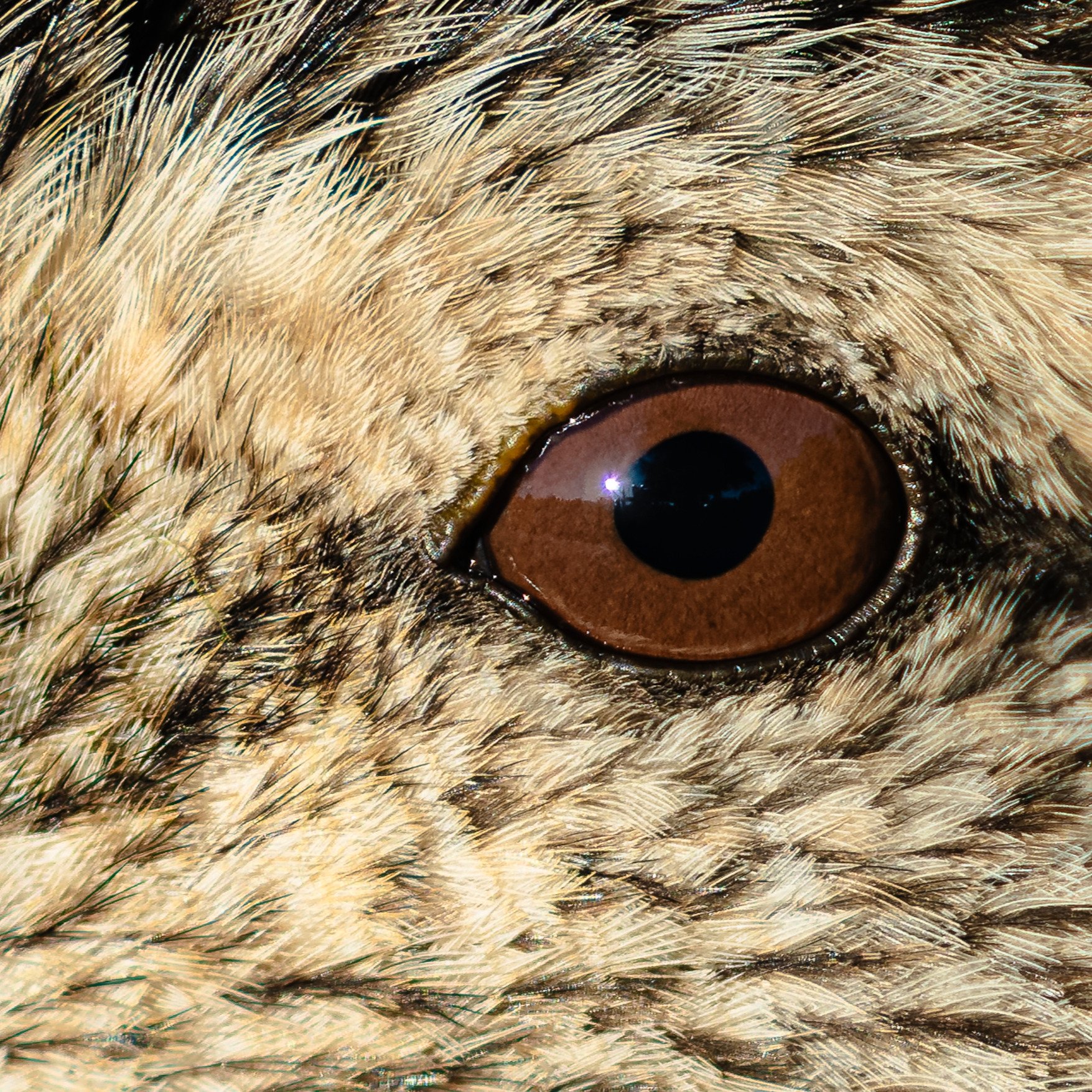 Mallard