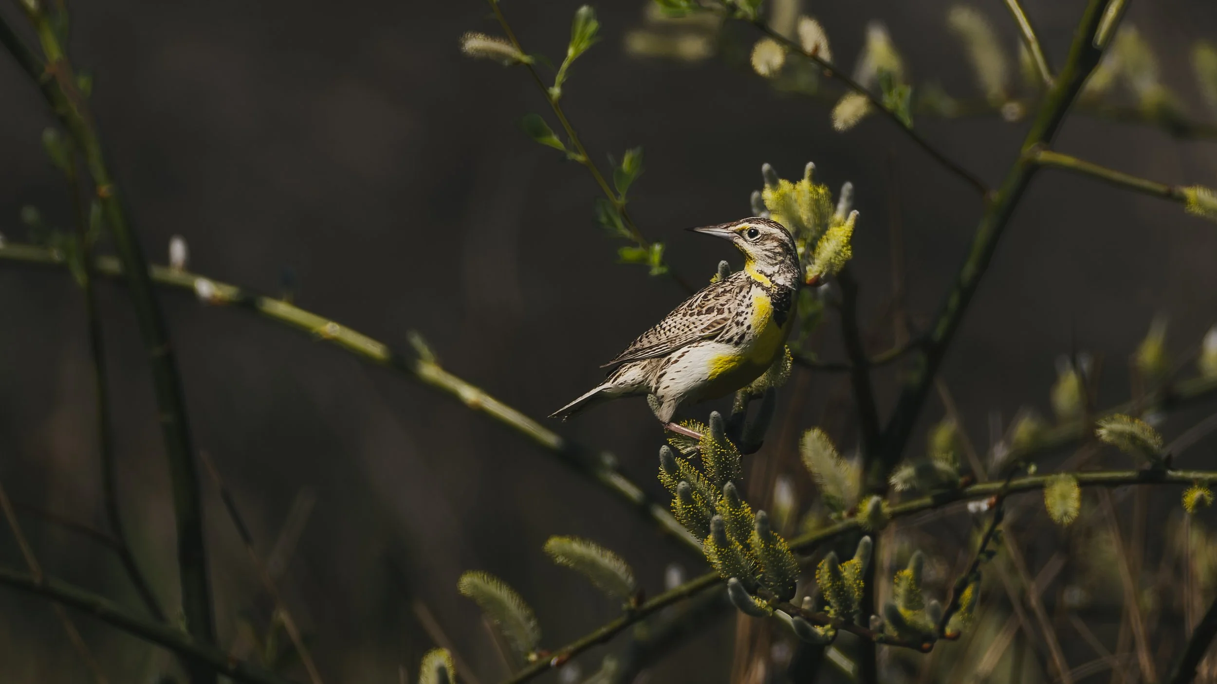 _5II1426-DxO_DeepPRIME XD3.jpg