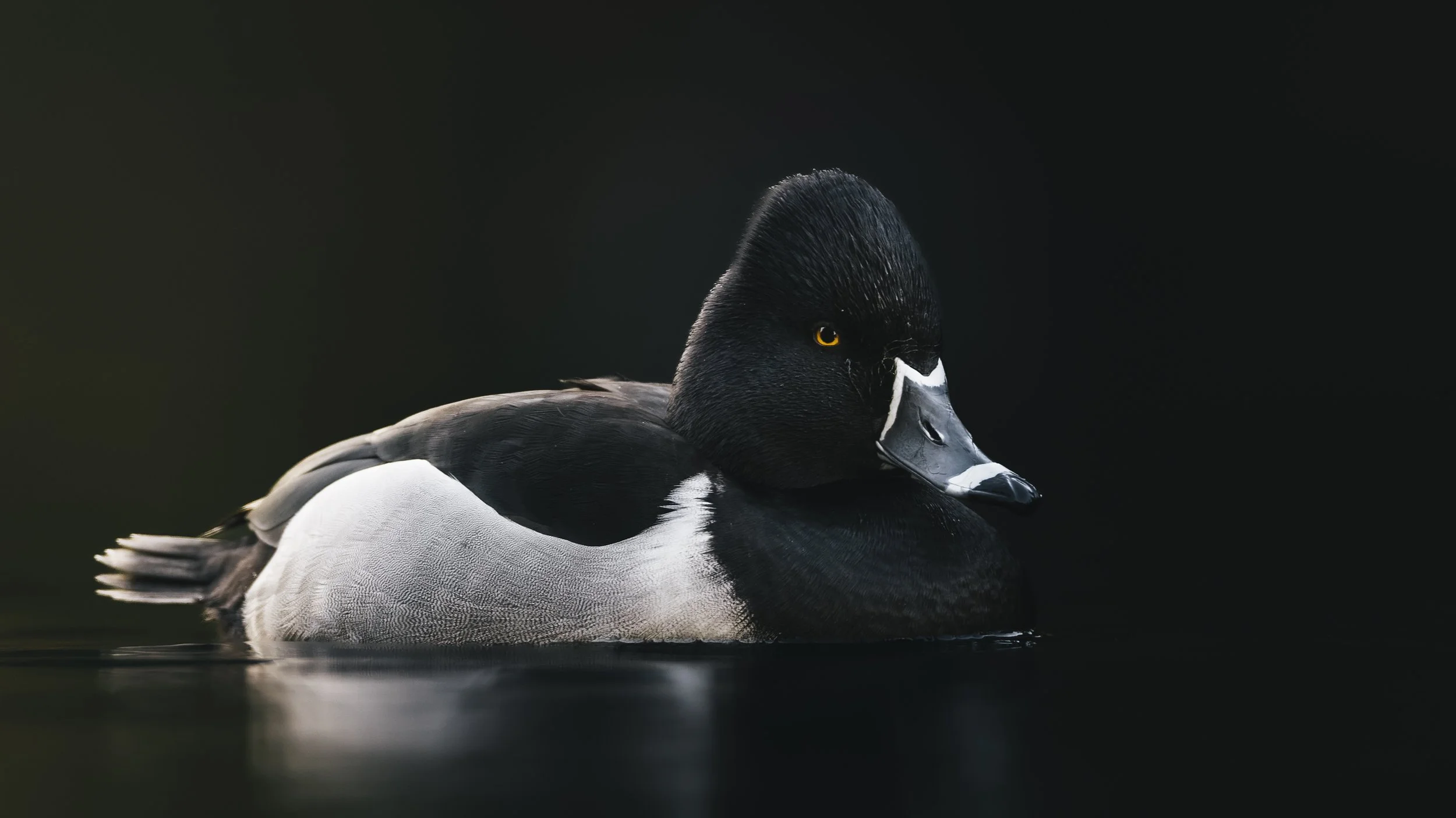 _5II4888-DxO_DeepPRIME XD3.jpg