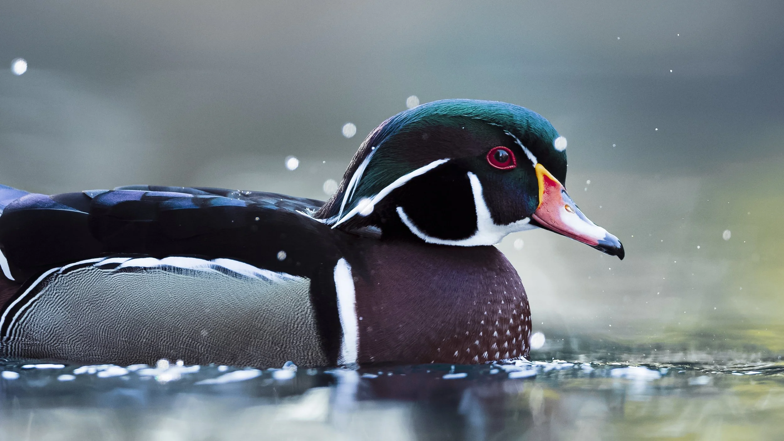 _5II5384-DxO_DeepPRIME XD3.jpg