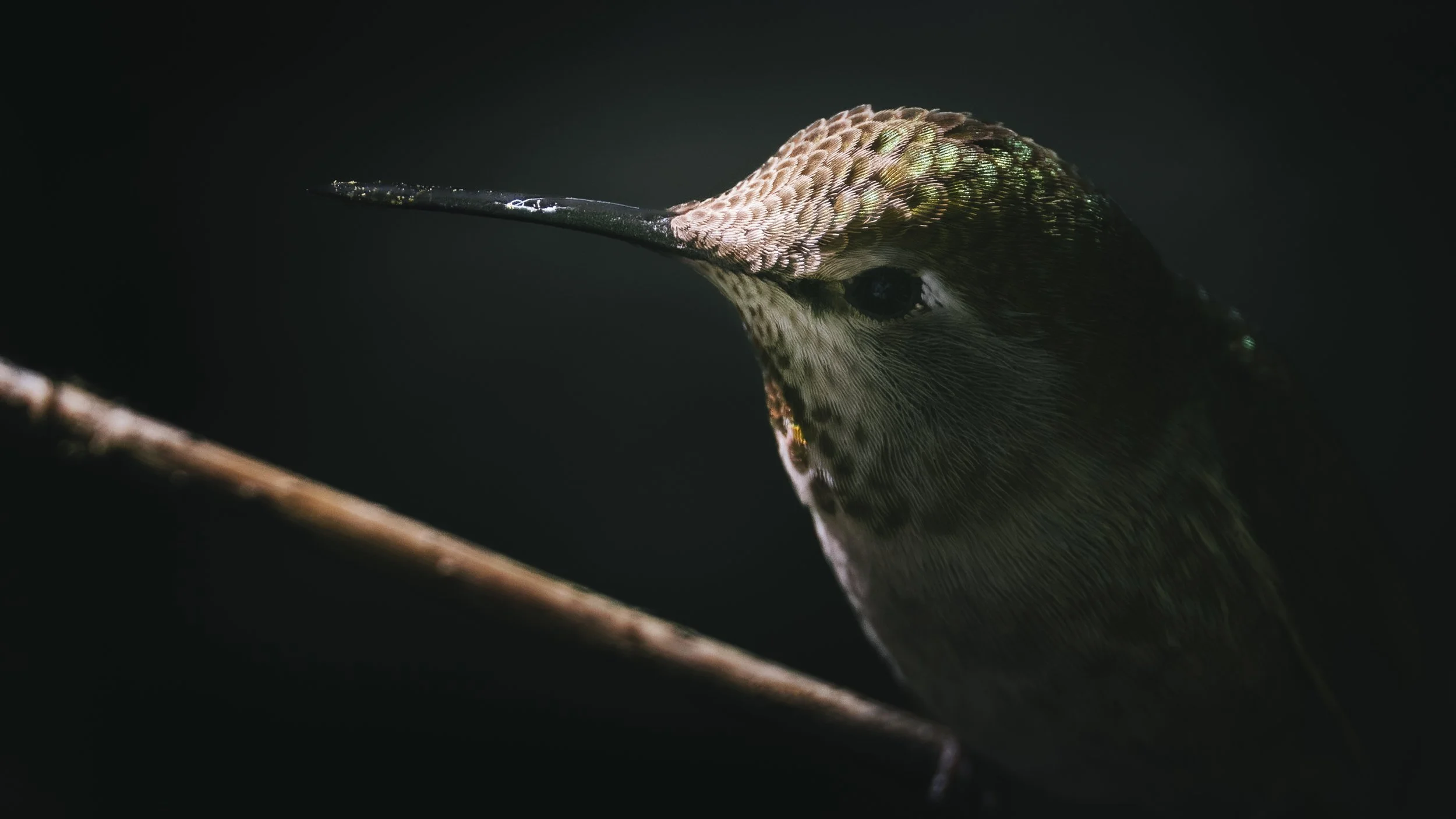 _5II0257-DxO_DeepPRIME XD3.jpg