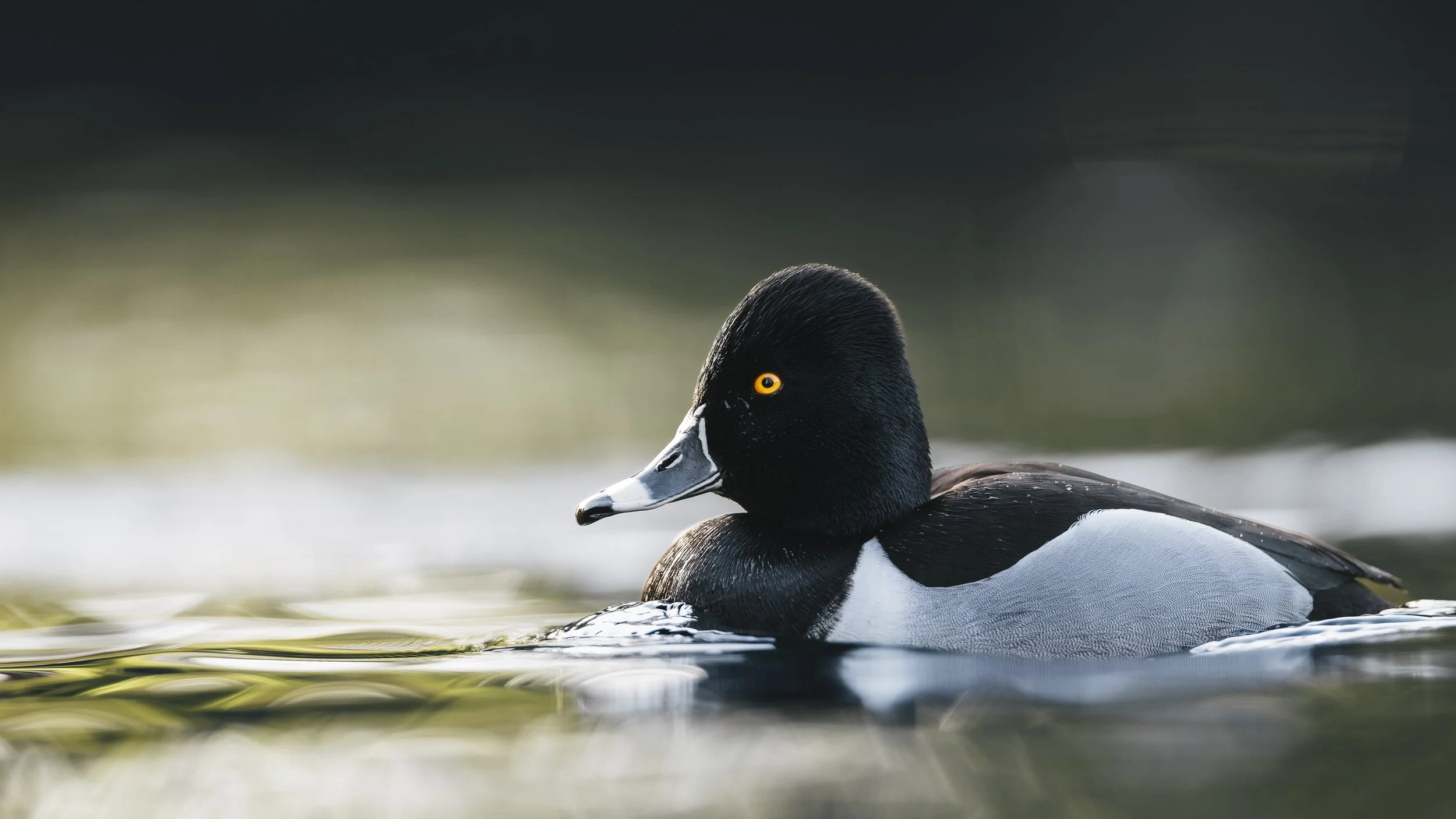 _5II3937-DxO_DeepPRIME XD3.jpg