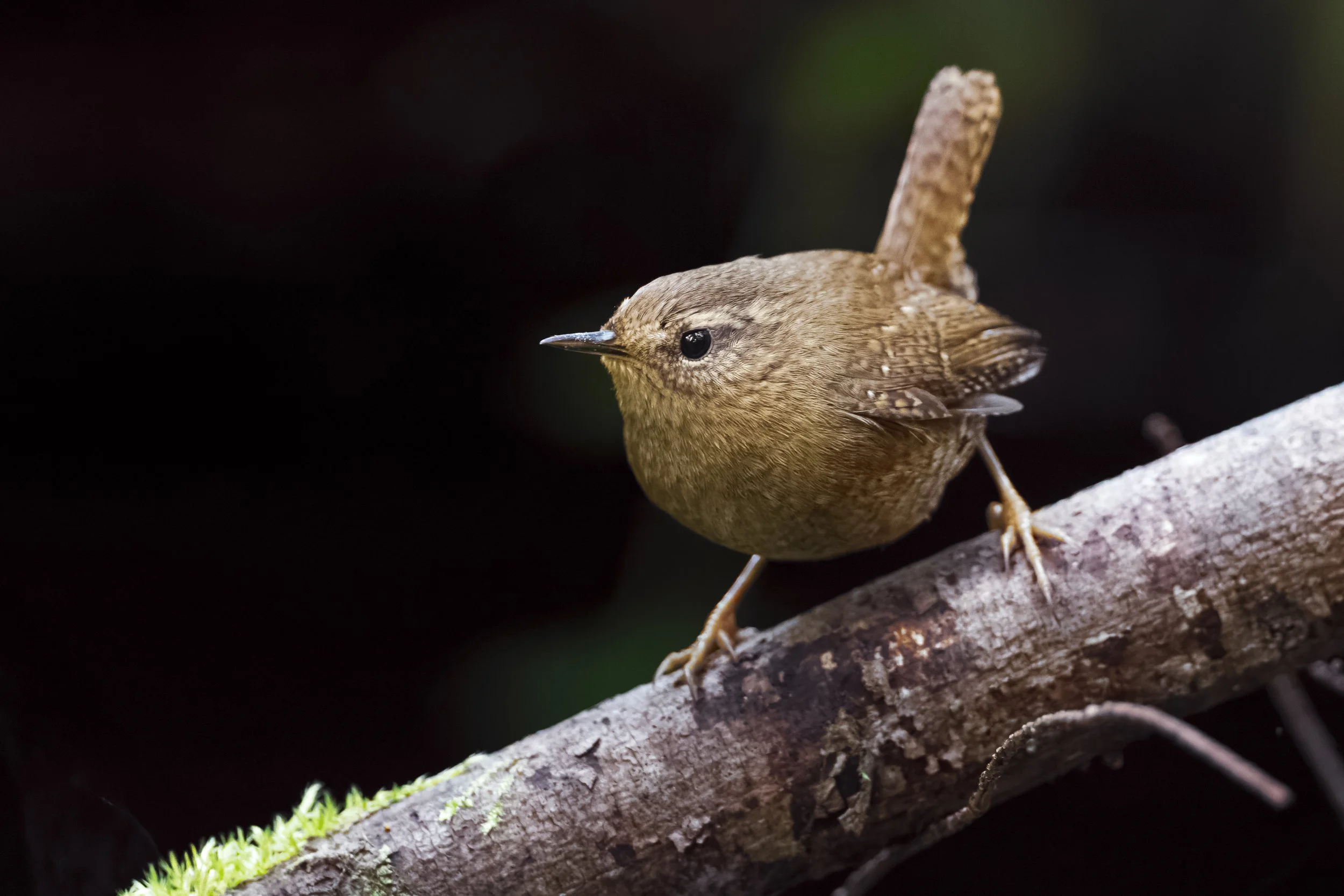 _5II1049-DxO_DeepPRIME XD3.jpg