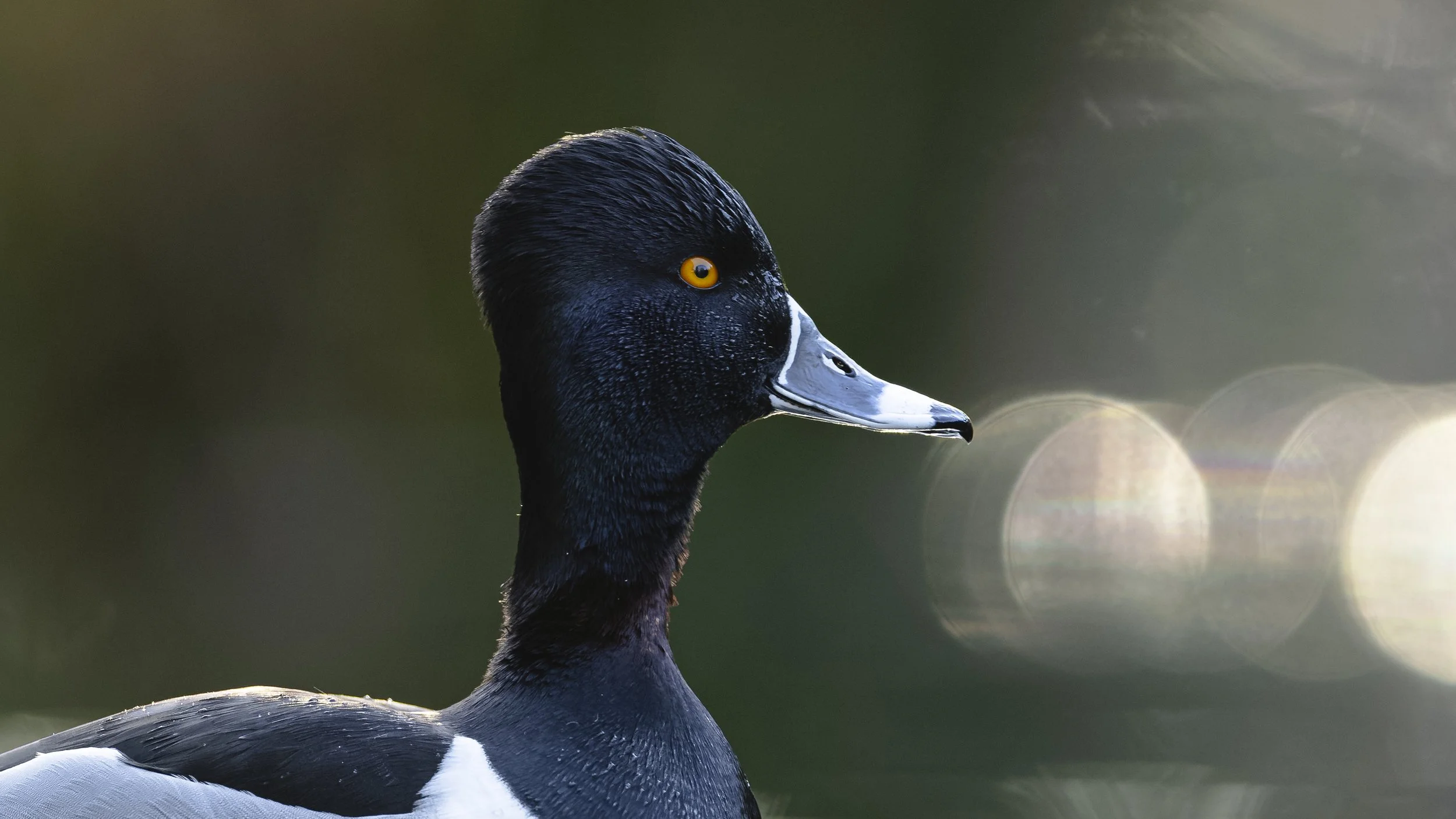 _5II4727-DxO_DeepPRIME XD3.jpg