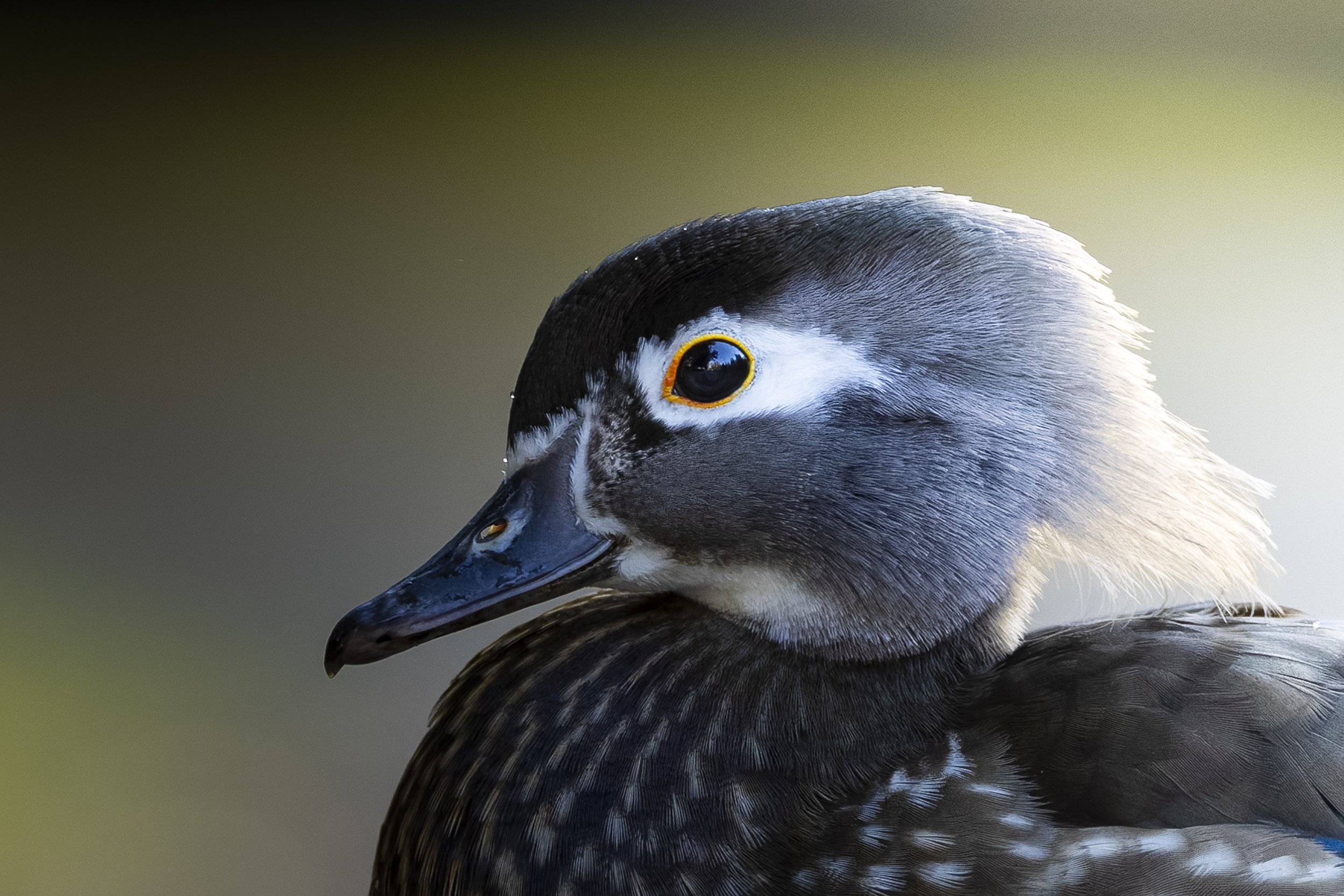 _5II4855-DxO_DeepPRIME XD3.jpg