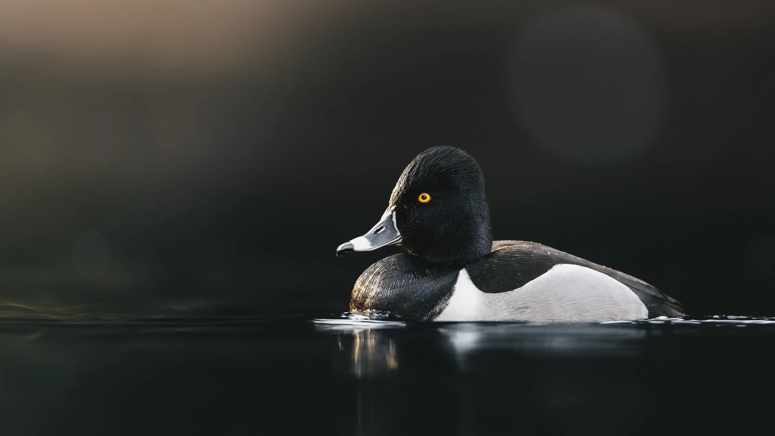 _5II3803-DxO_DeepPRIME XD3.jpg