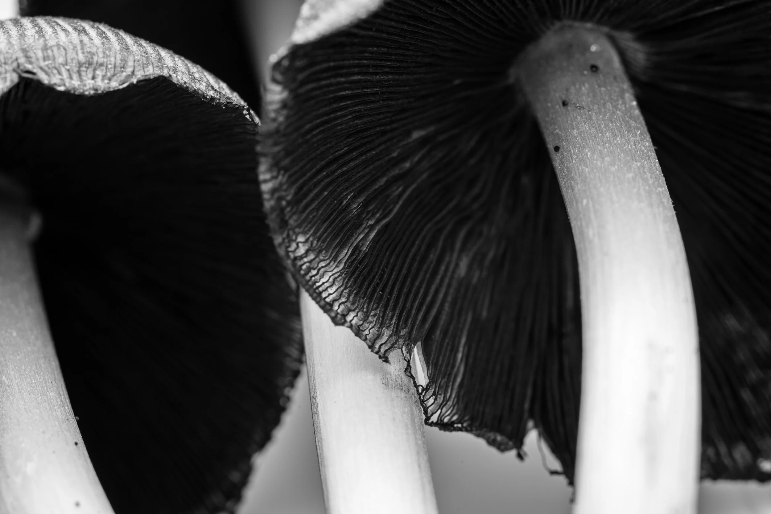 _5II2408.jpg