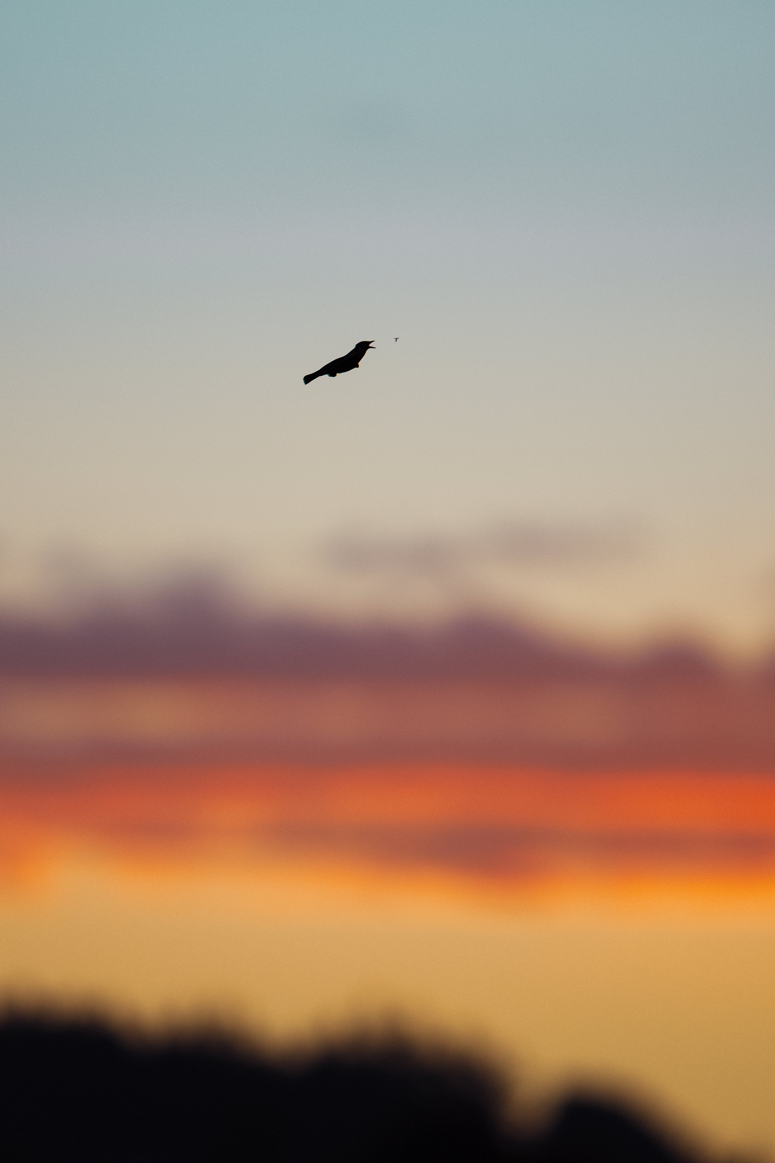 _5II9877.jpg