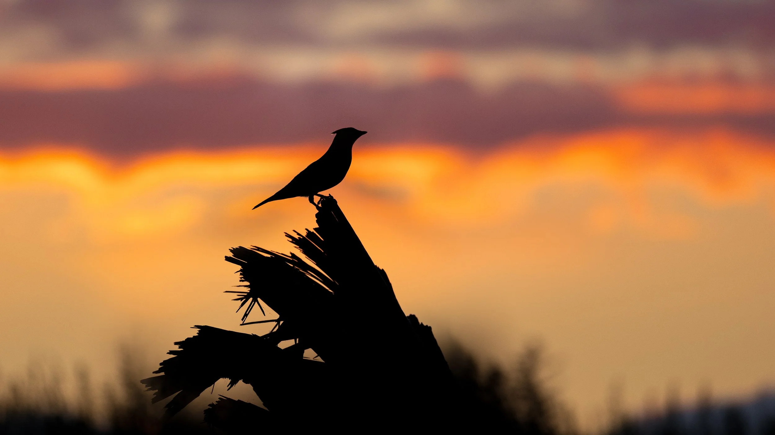 _5II0029-Edit.jpg