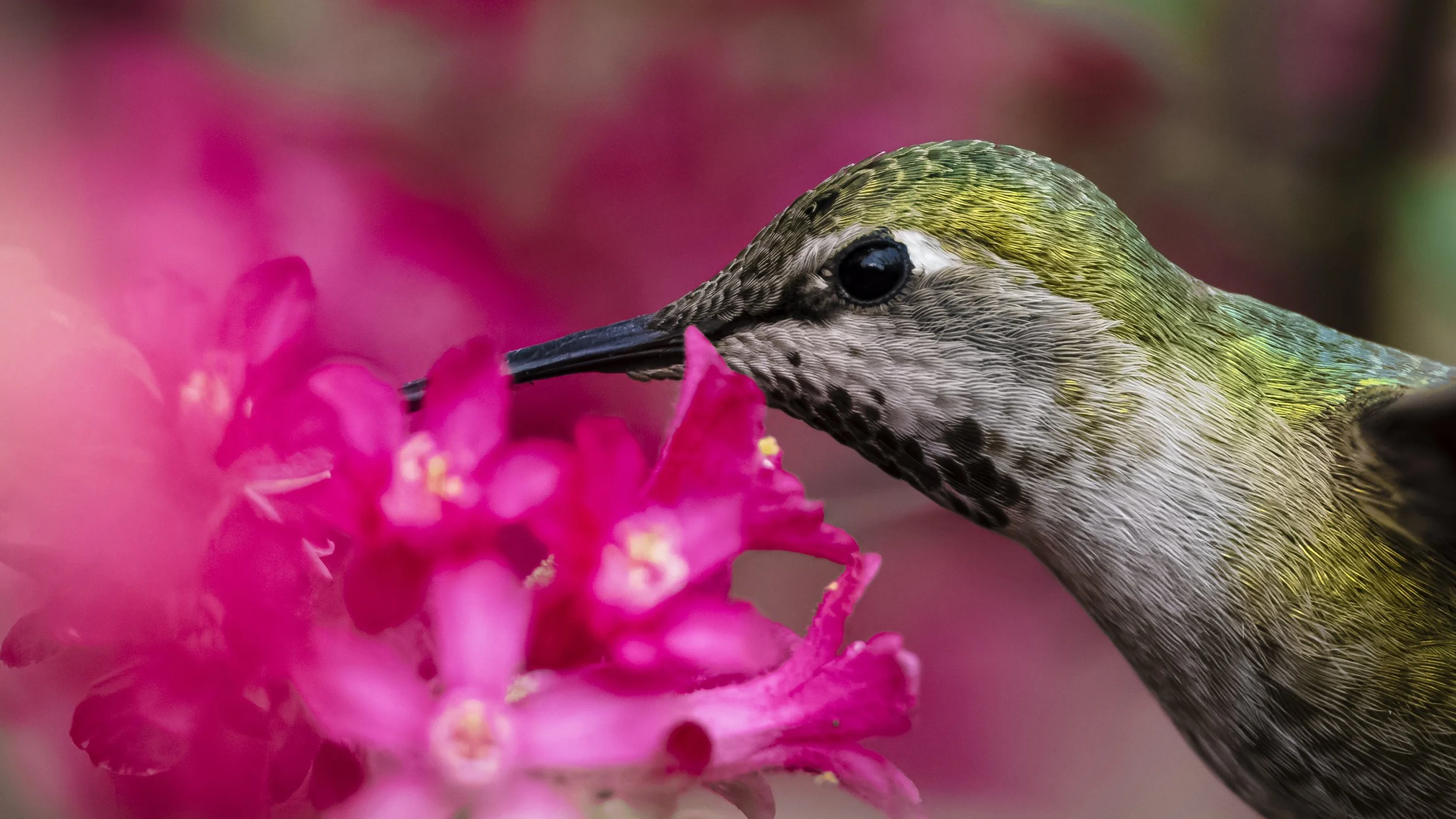 _5II9441-DxO_DeepPRIME XD3.jpg