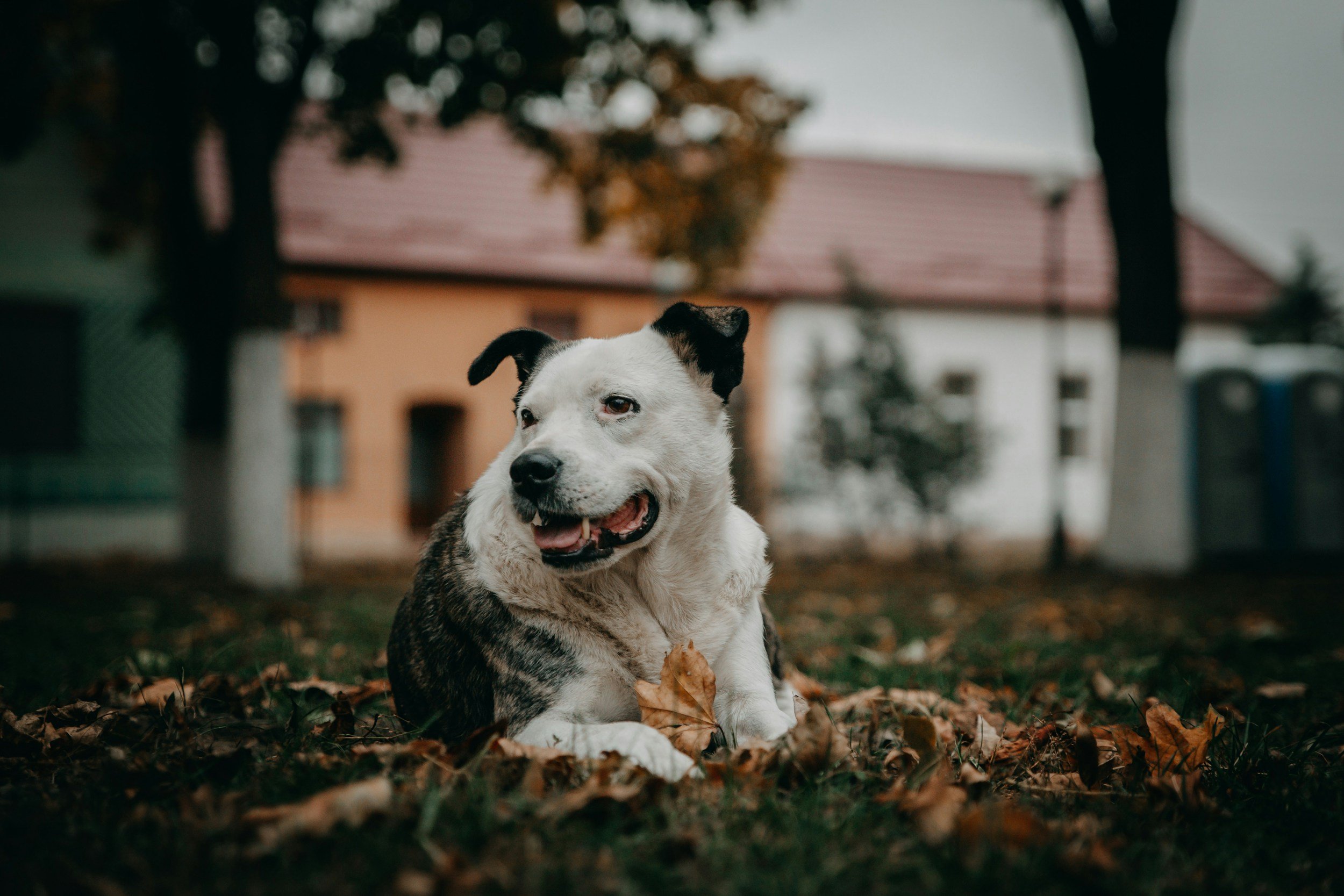 A happy mixed breed dog with black and white fur lying on fallen autumn leaves in a park, with trees and buildings in the background.