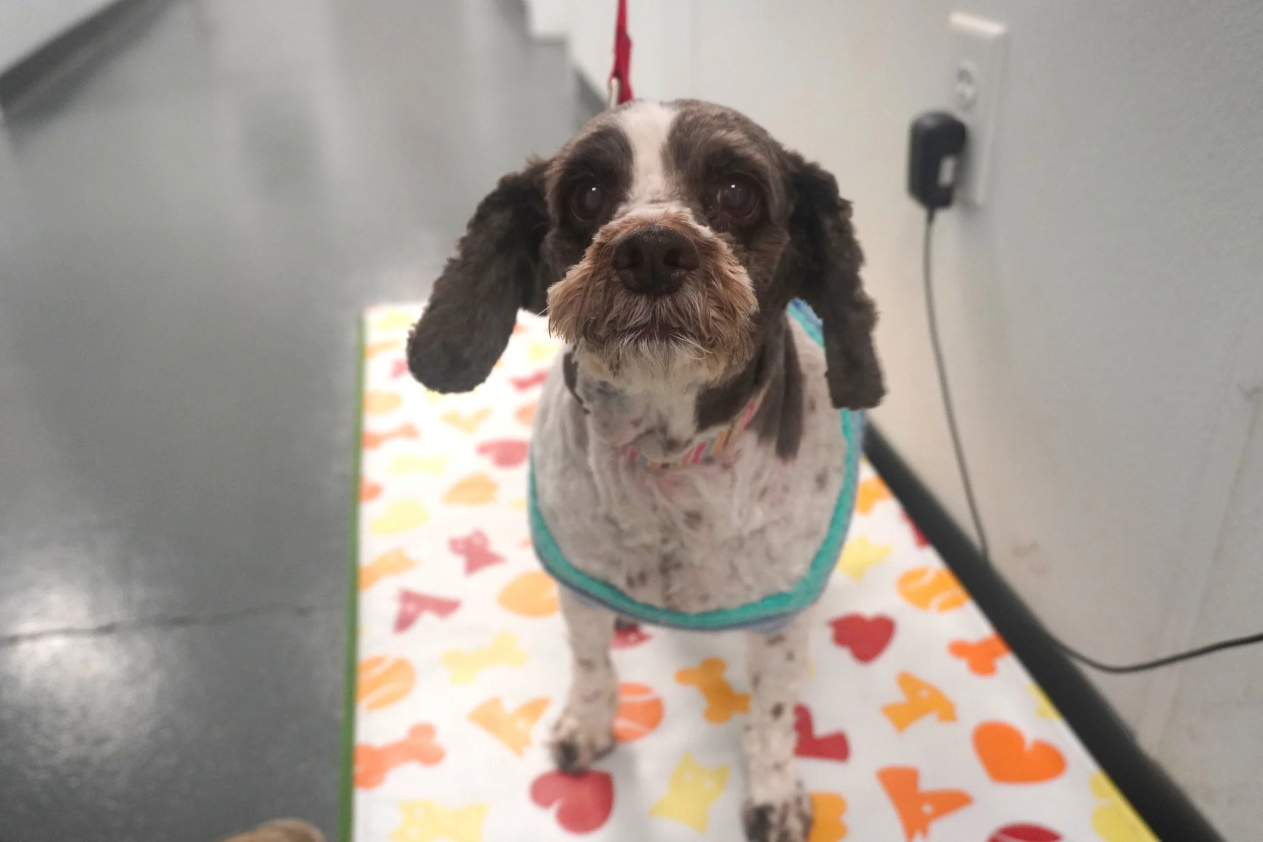 Keeping Your Dog Healthy: Weight Management