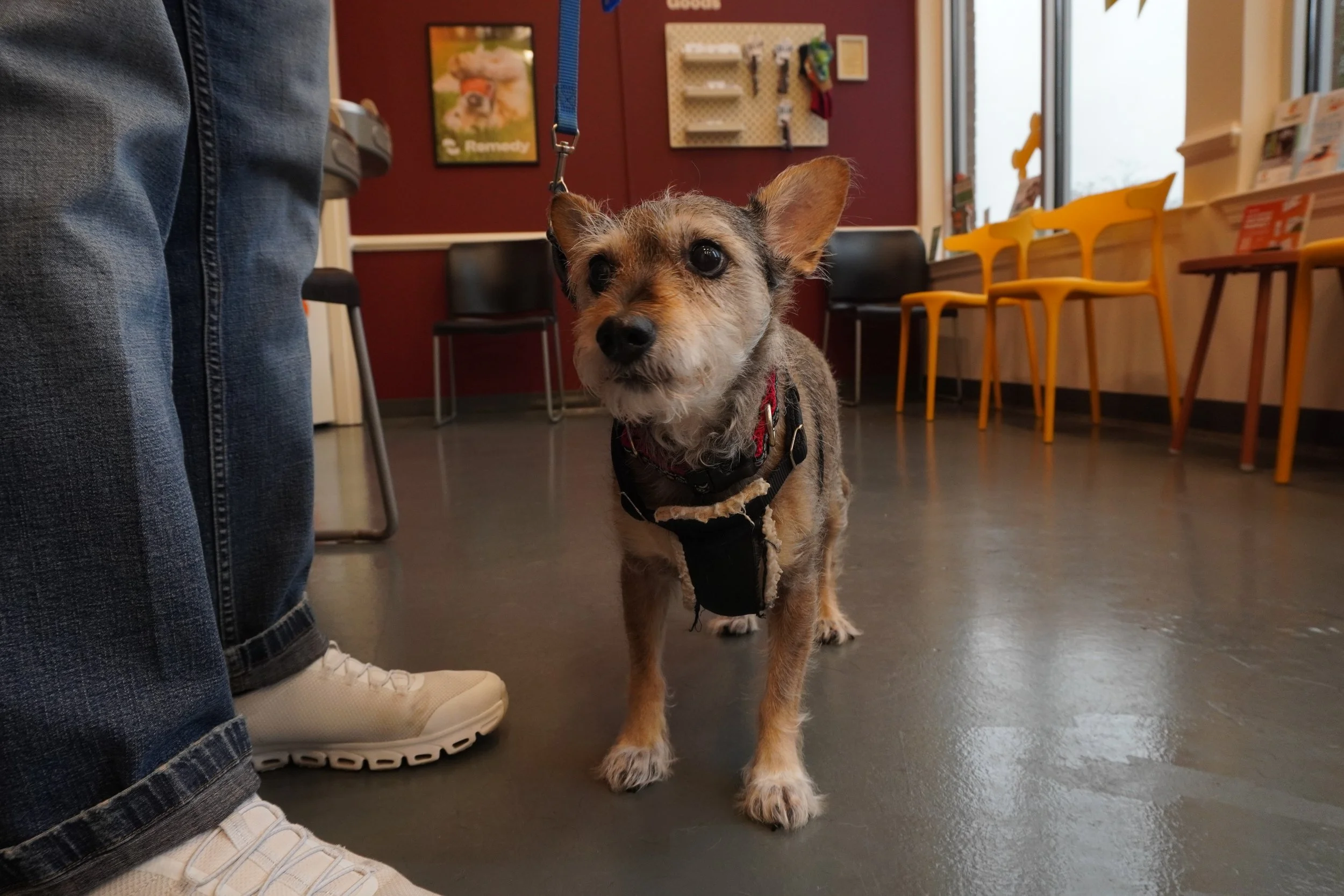 Making Vet Visits Easier and Less Stressful
