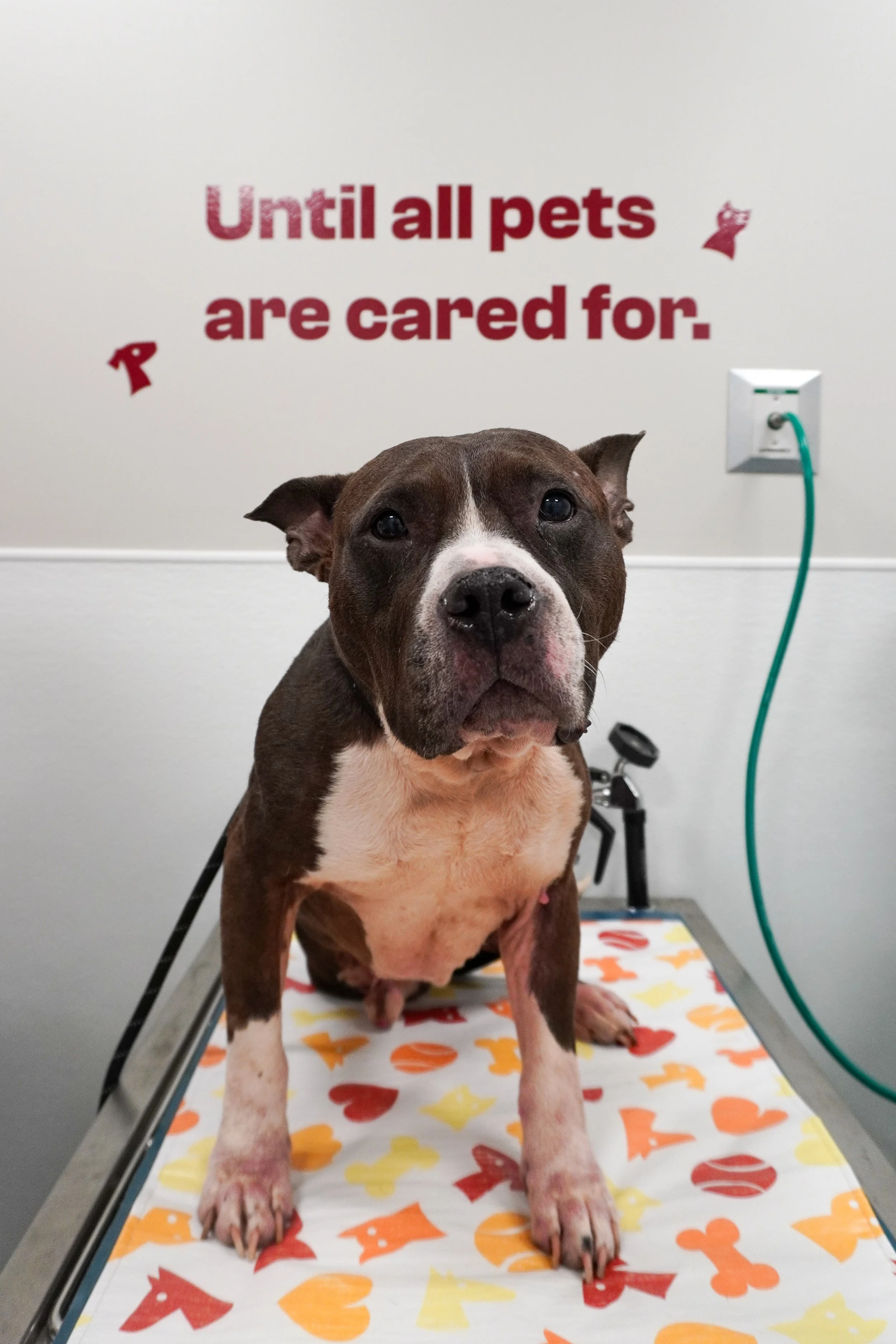 Why Microchipping Your Pet Matters