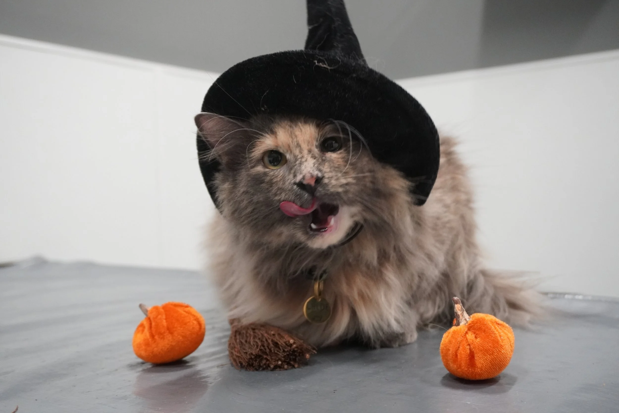 Halloween Pet Snacks