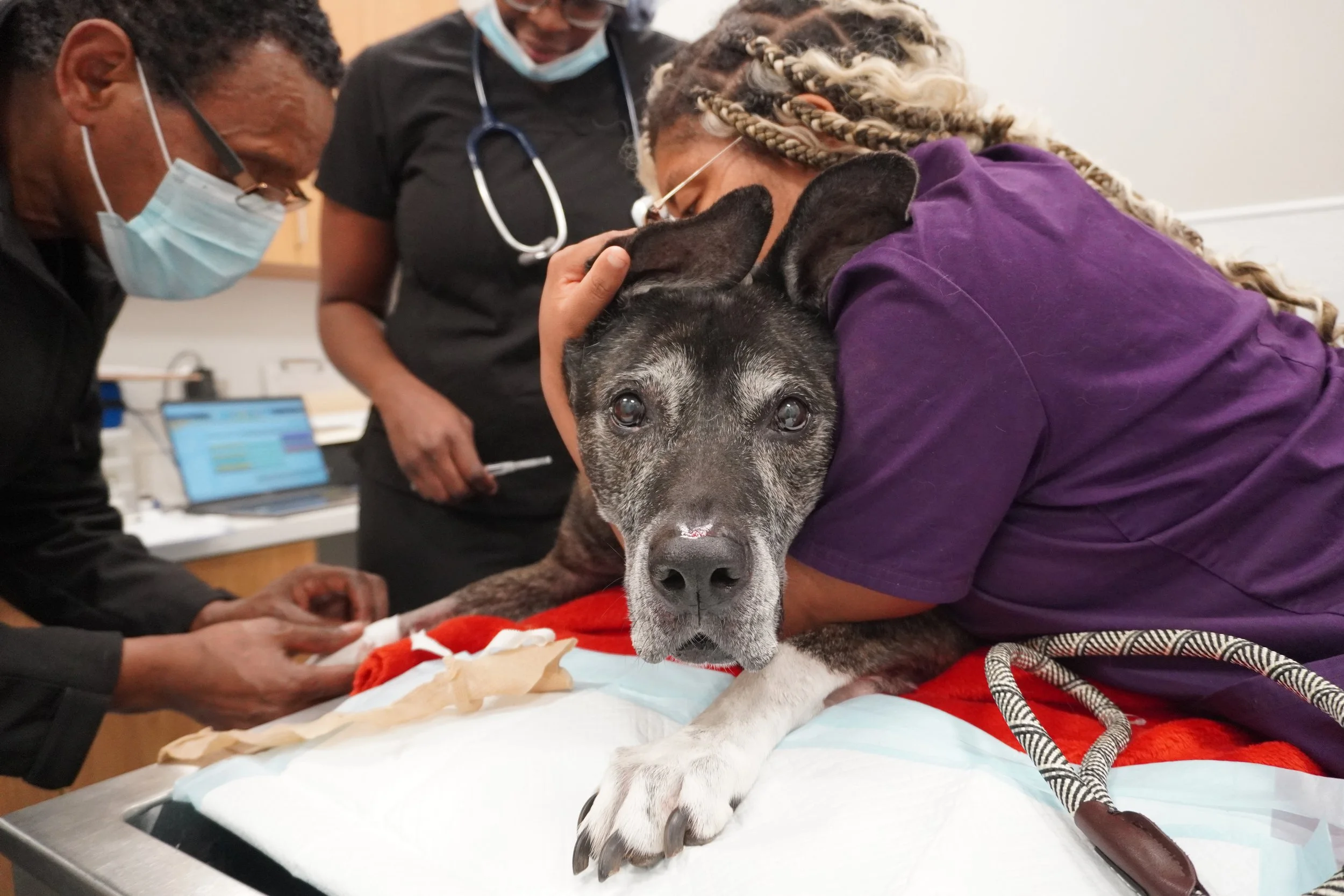 A woman with blonde curly hair hugging a happy dog with tan and white fur inside a cozy home, with large windows showing greenery outside.