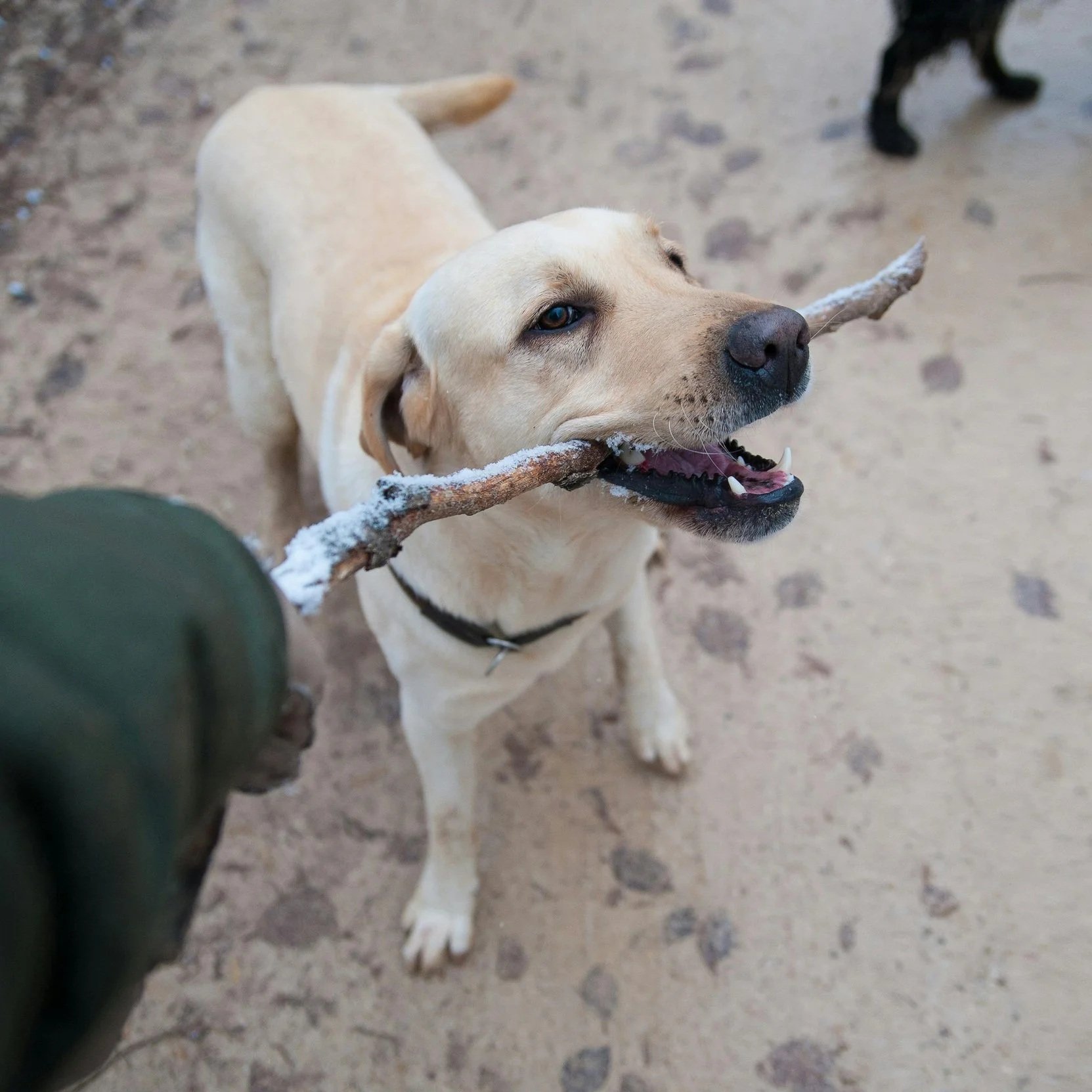 A yellow Labrador retriever fetching a snow-covered stick in its mouth at a sandy outdoor area.