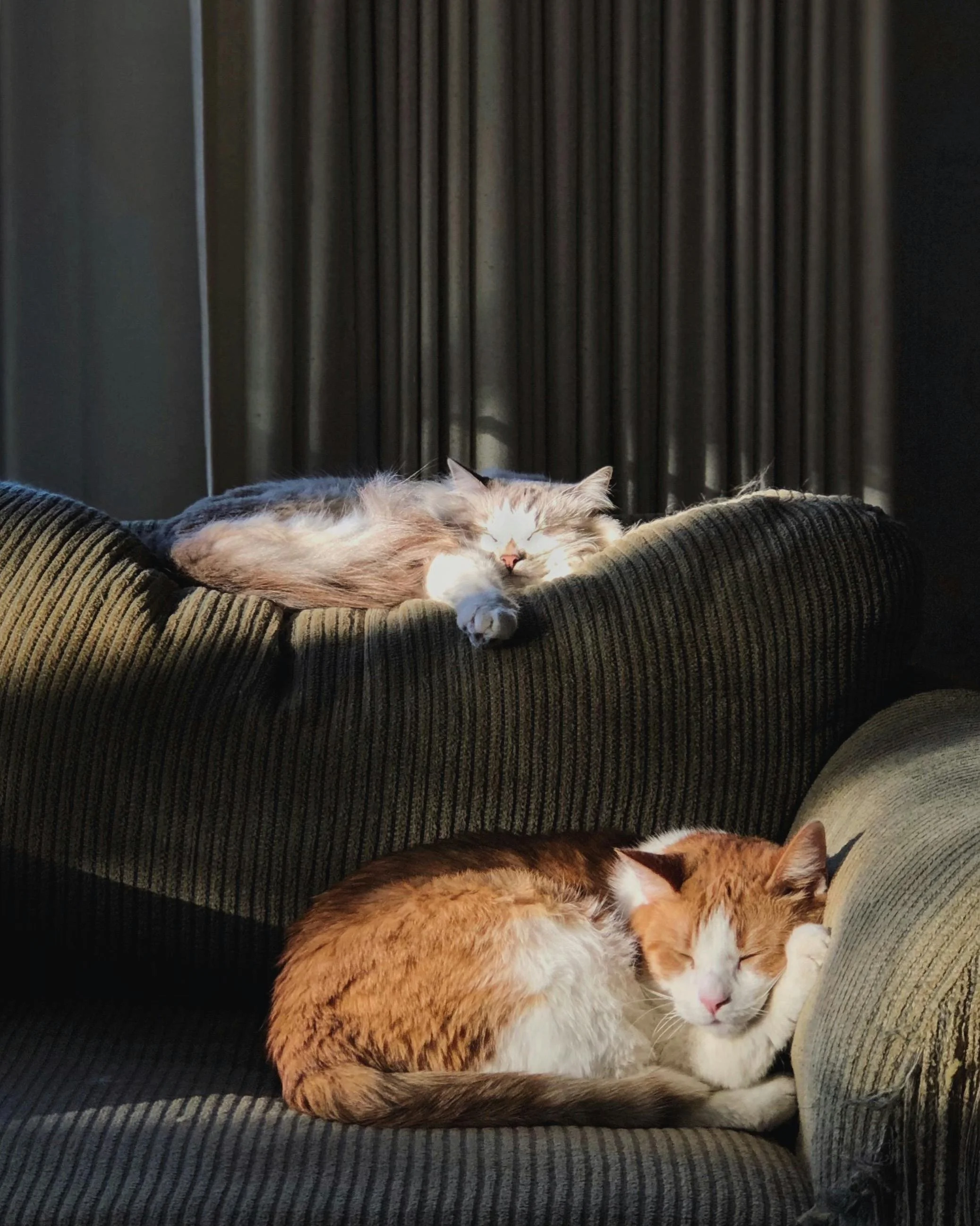 Two cats relaxing on a sofa in a cozy, dimly lit living room. One cat is lying on the backrest with sunlight highlighting its fur, while the other is curled up on a lower cushion.