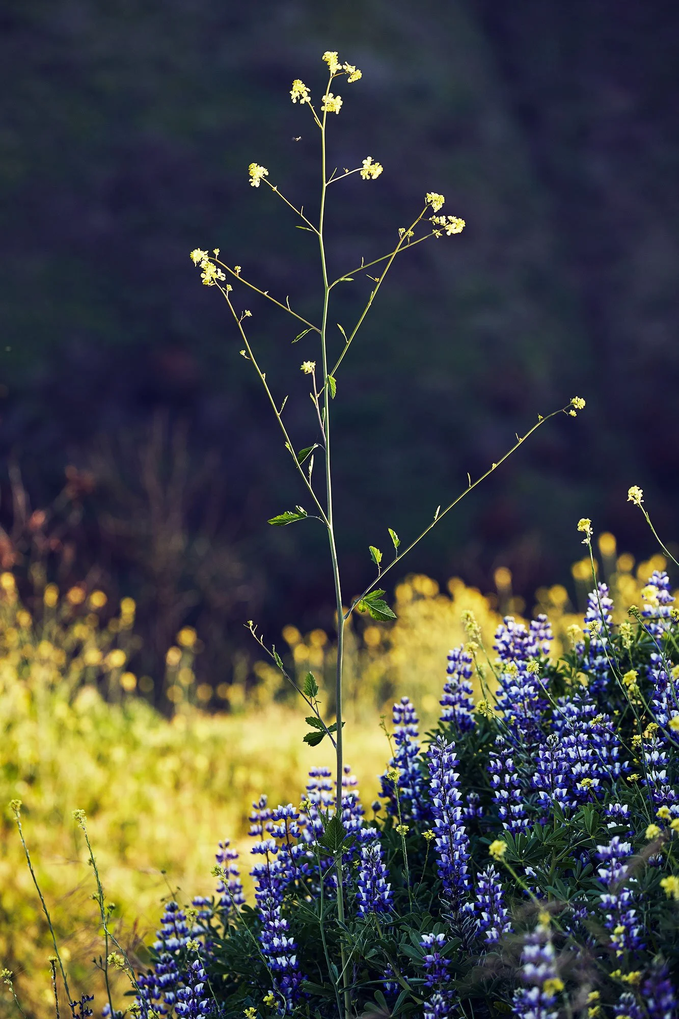 michael-scott-slosar-landscape-outdoor-superbloom-wildflowers-Malibu-2019-009-E-019-RT.jpg
