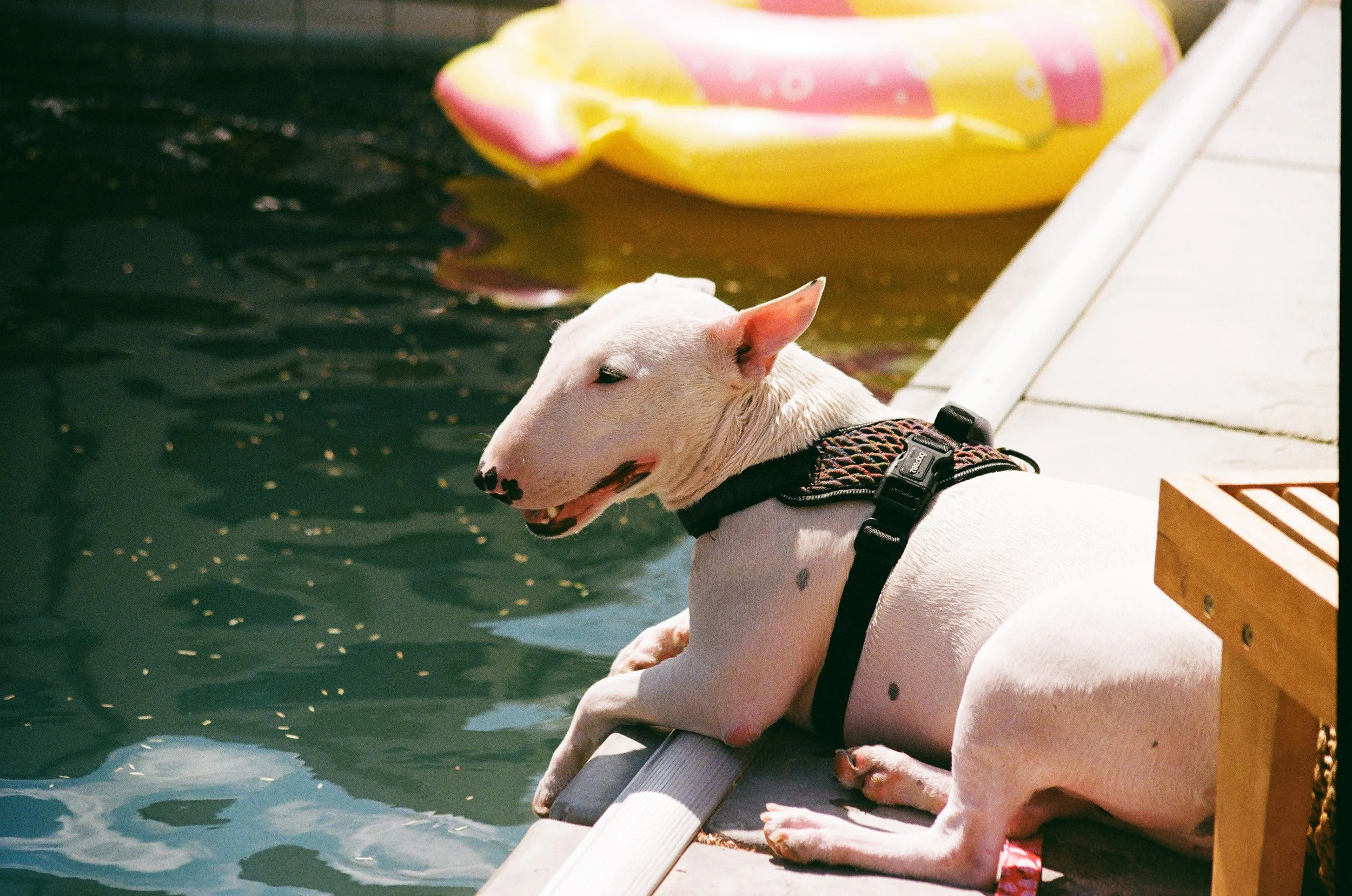 2025-AE1_Frank_Syd_Wedding_Kodak 200-003.jpg