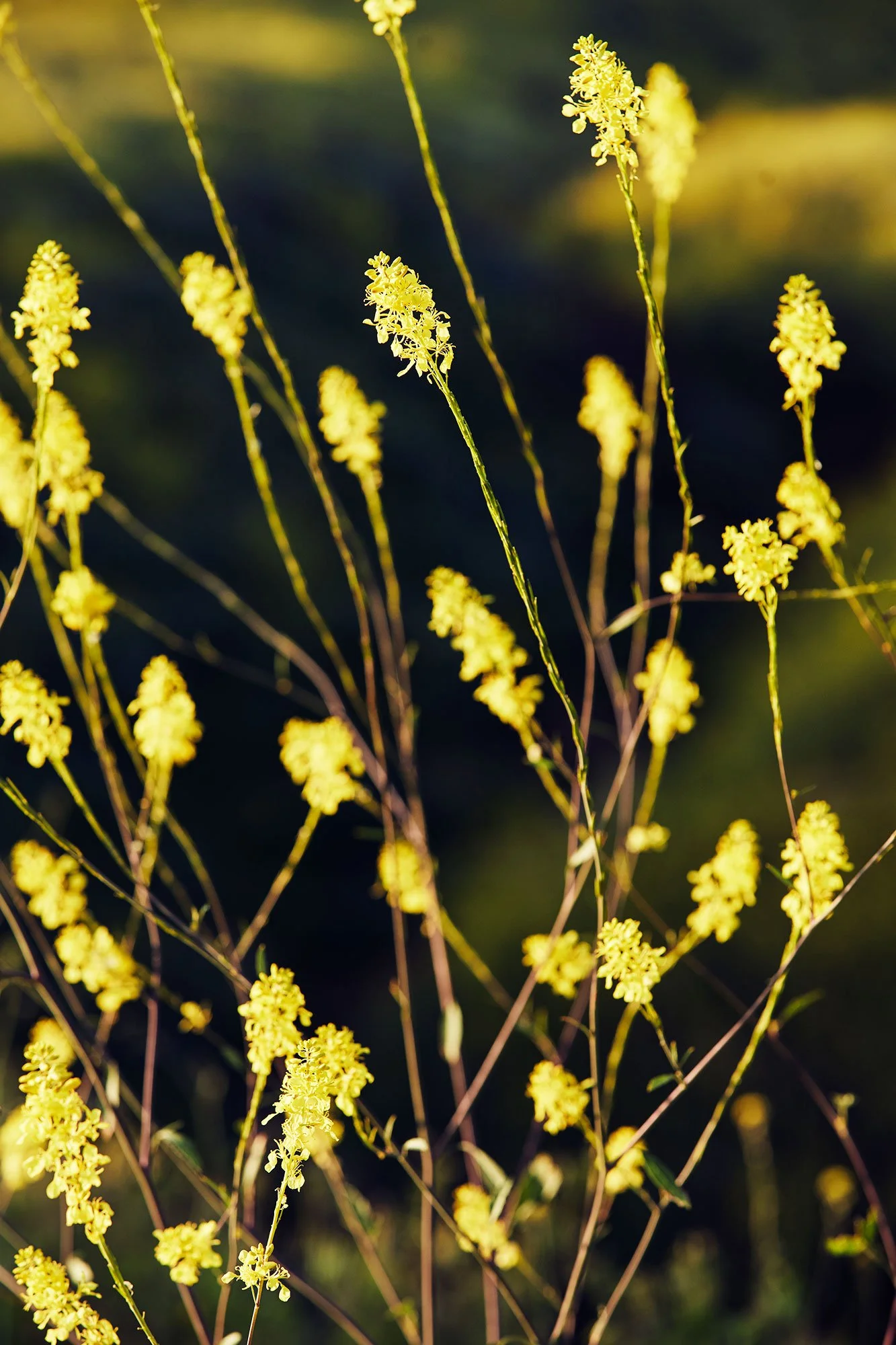 michael-scott-slosar-landscape-outdoor-superbloom-wildflowers-Malibu-2019-009-E-002-RT.jpg