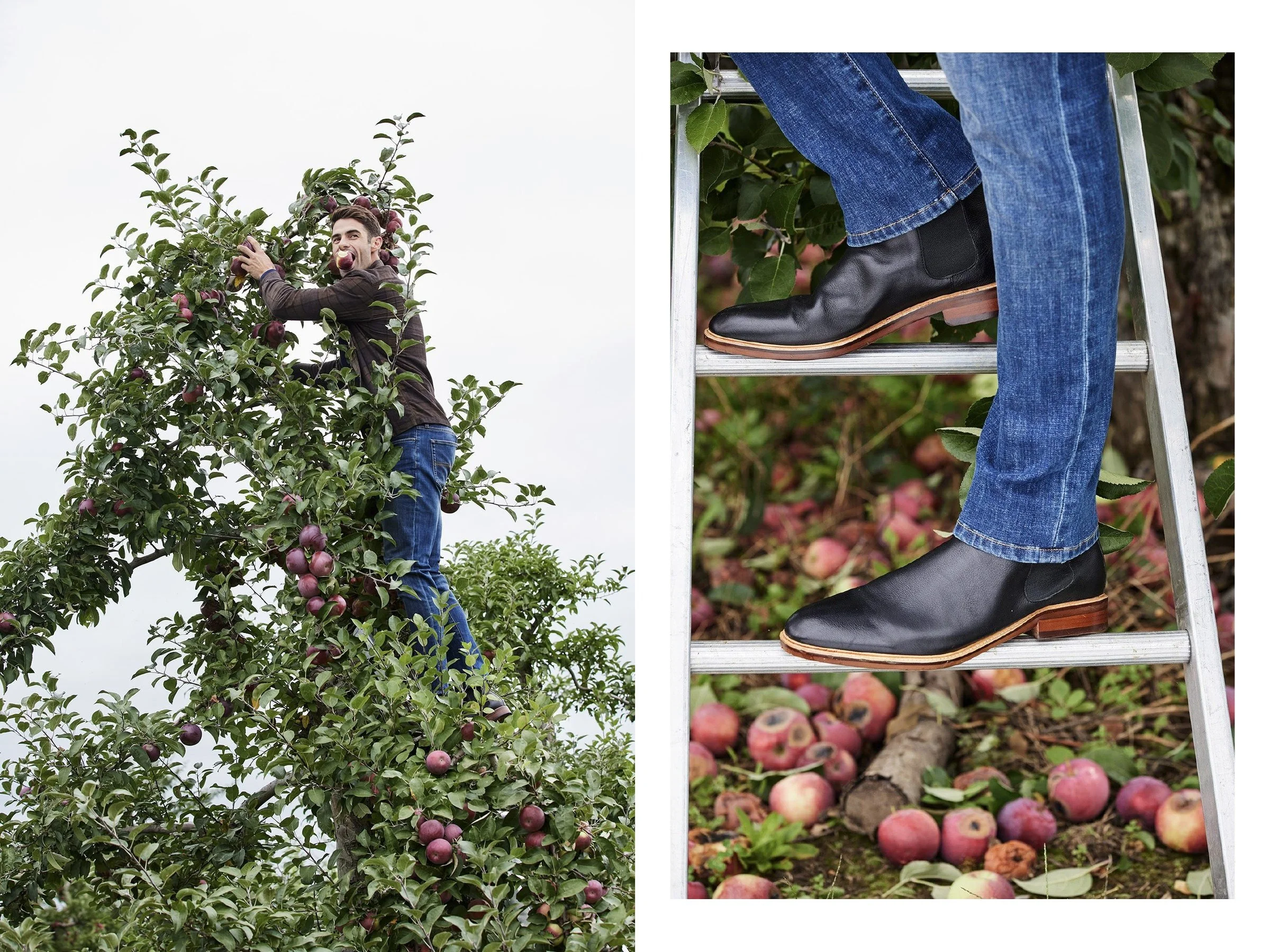 A man picking apples high in a tree, beside a close-up of blue jeans and black leather boots on a ladder above fallen apples.