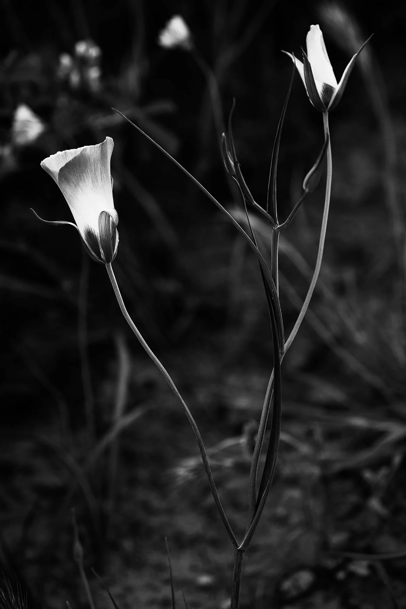 [large]
